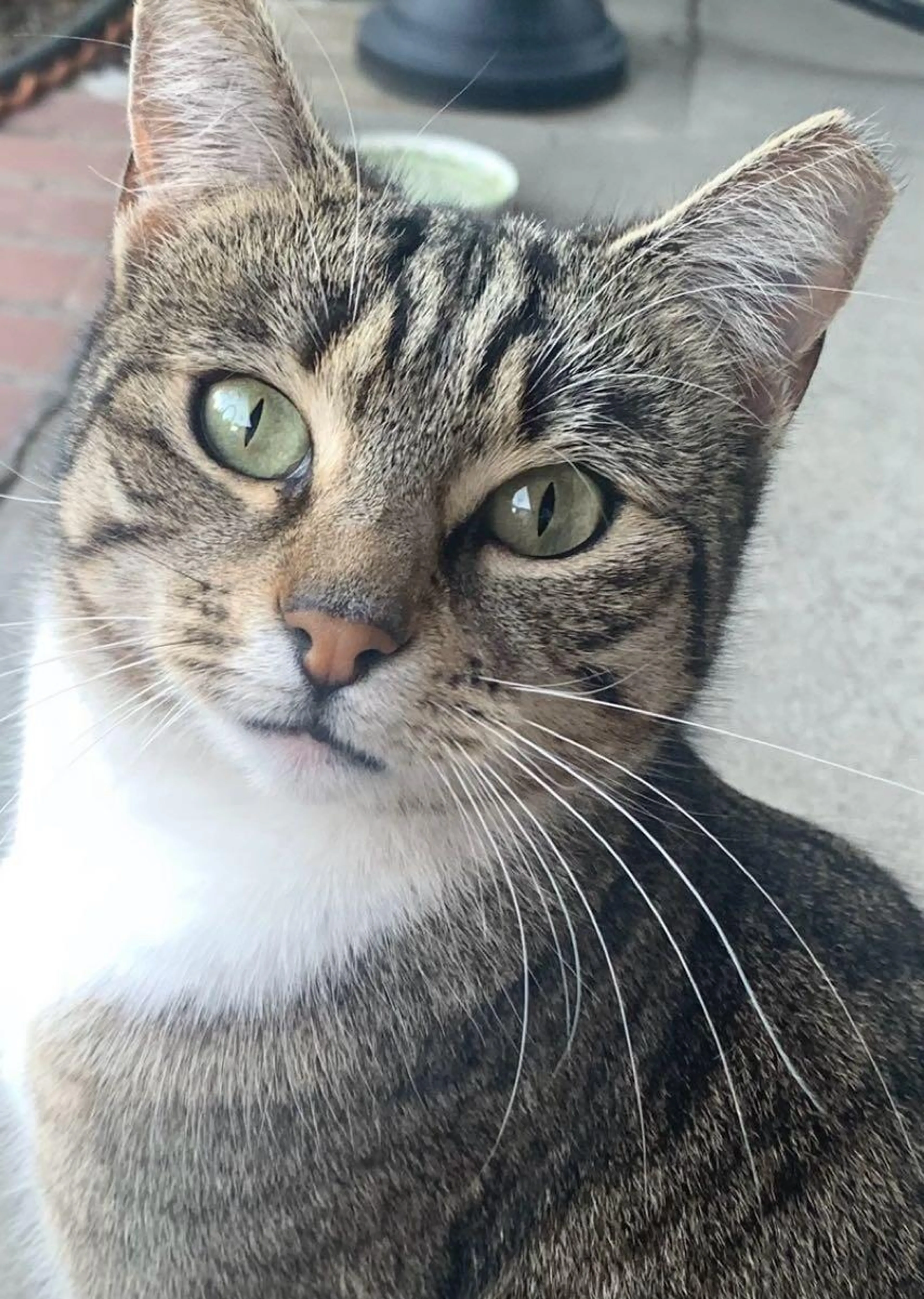 Lost pet