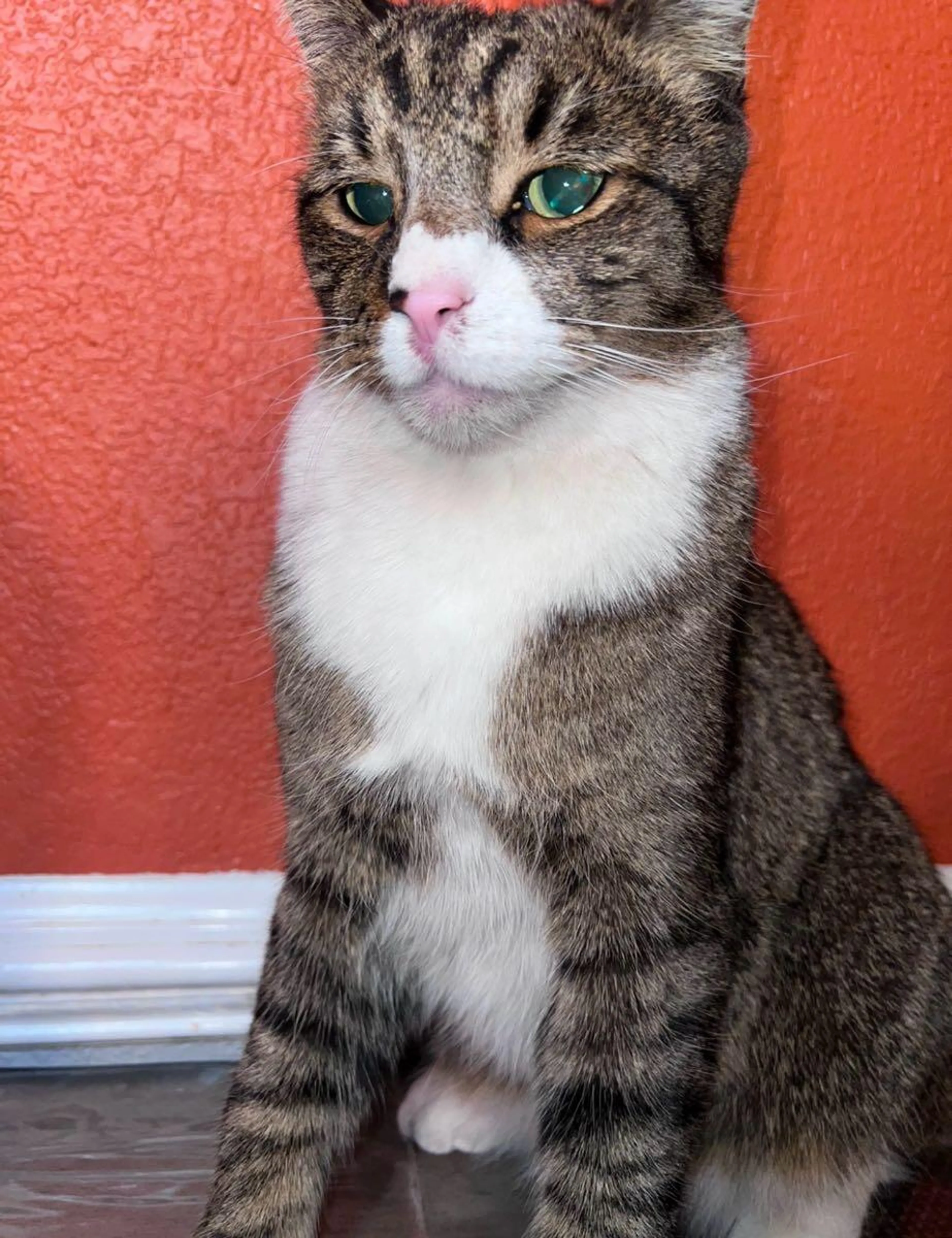 Lost pet