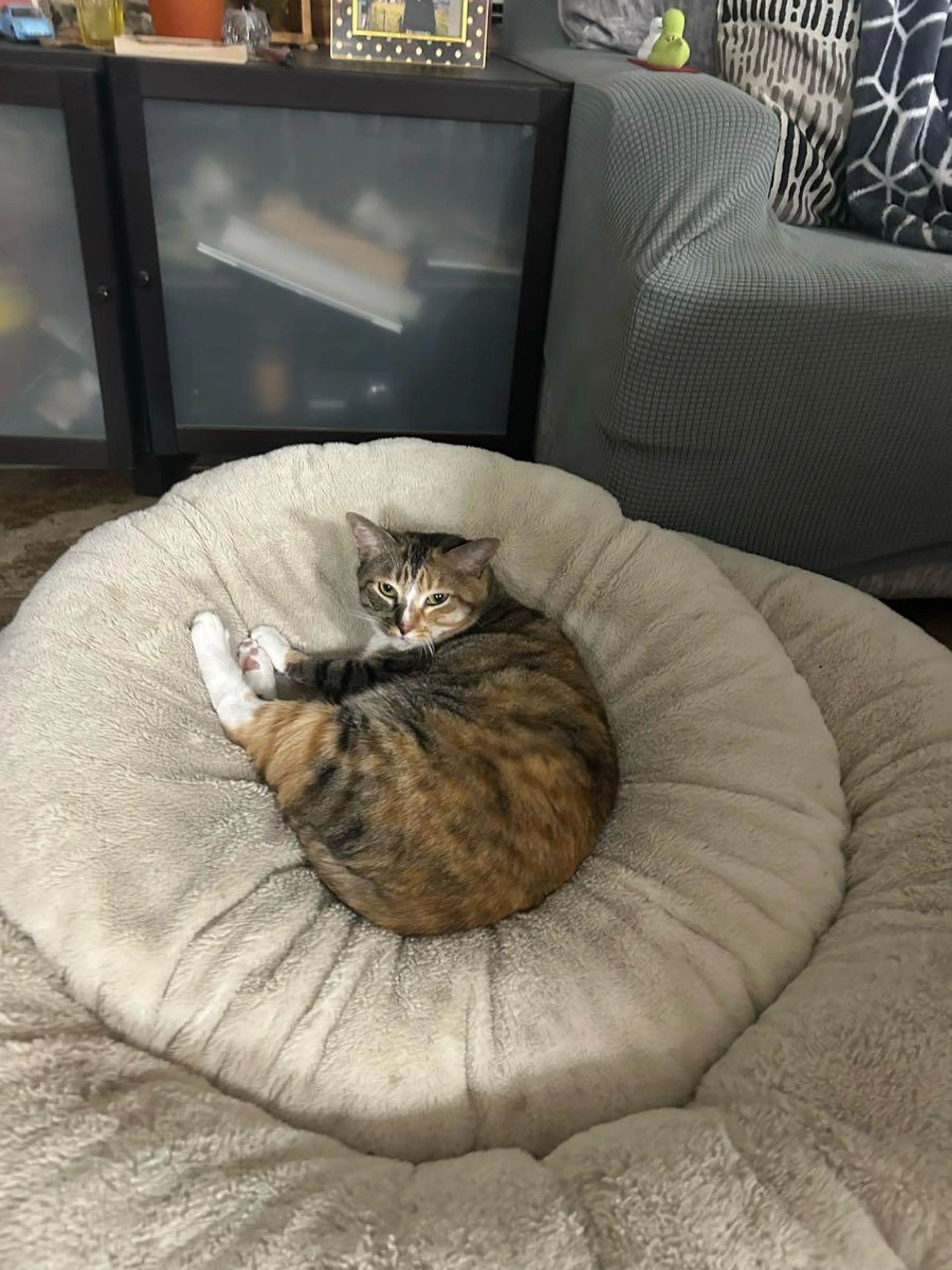 Lost pet