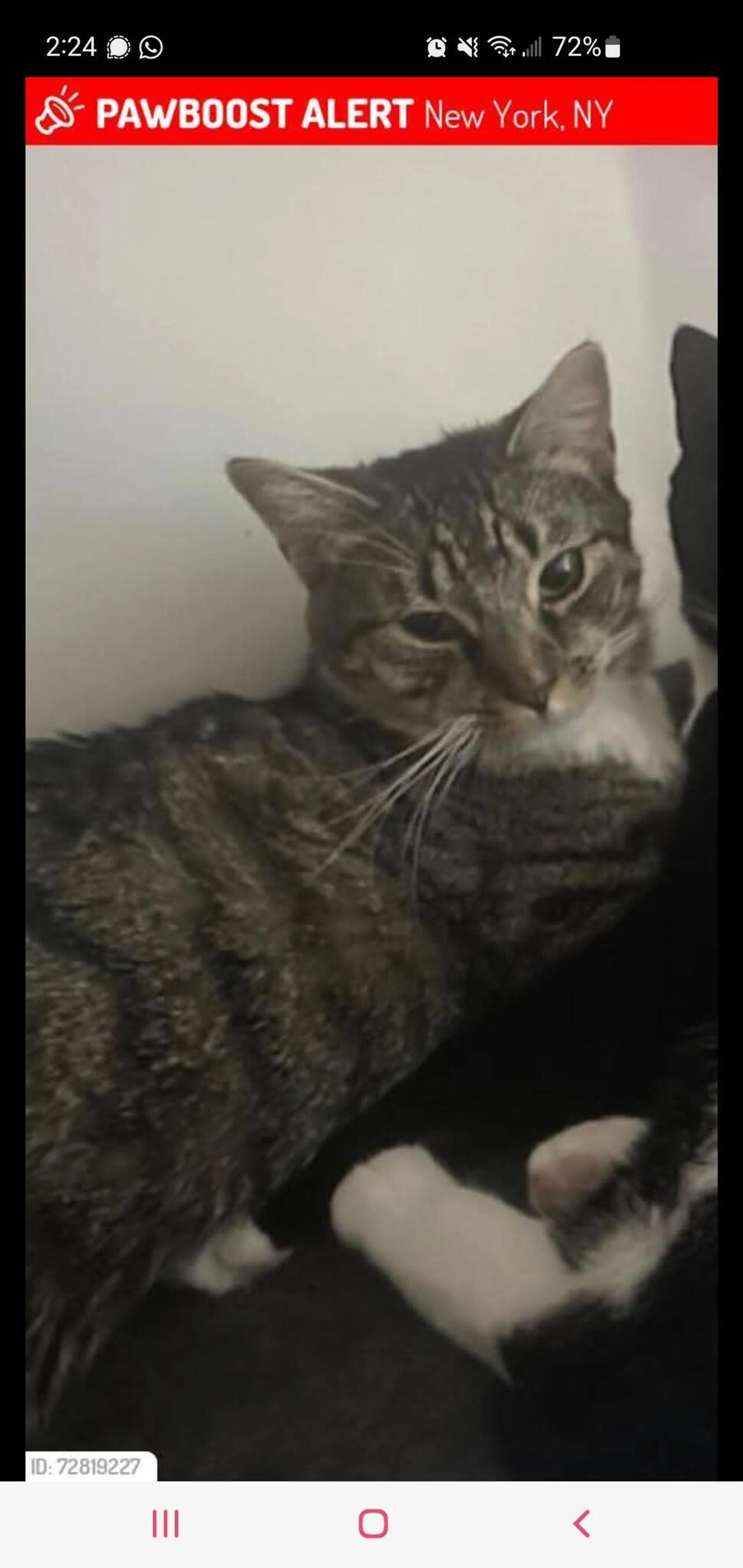 Lost pet