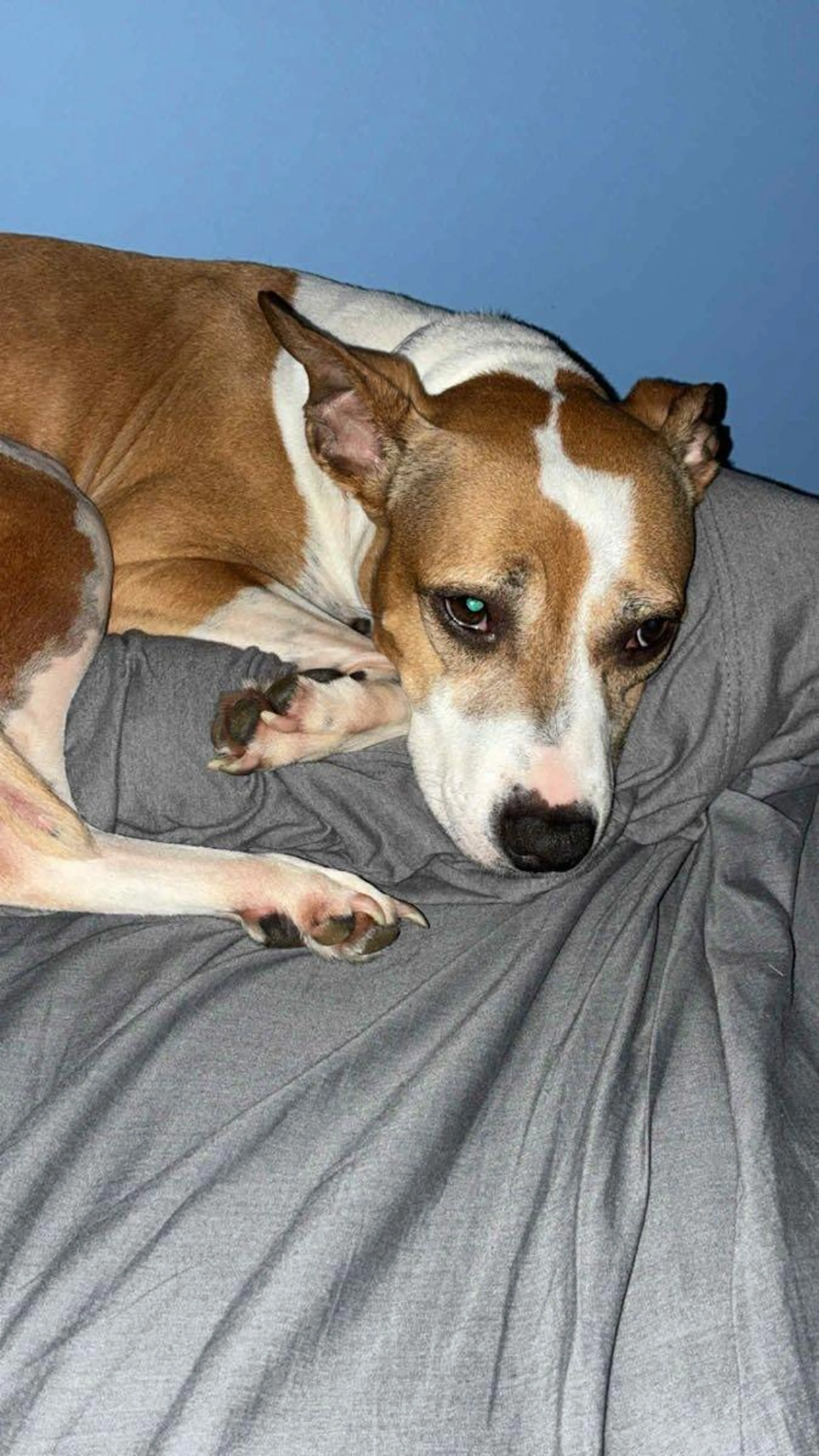 Lost pet