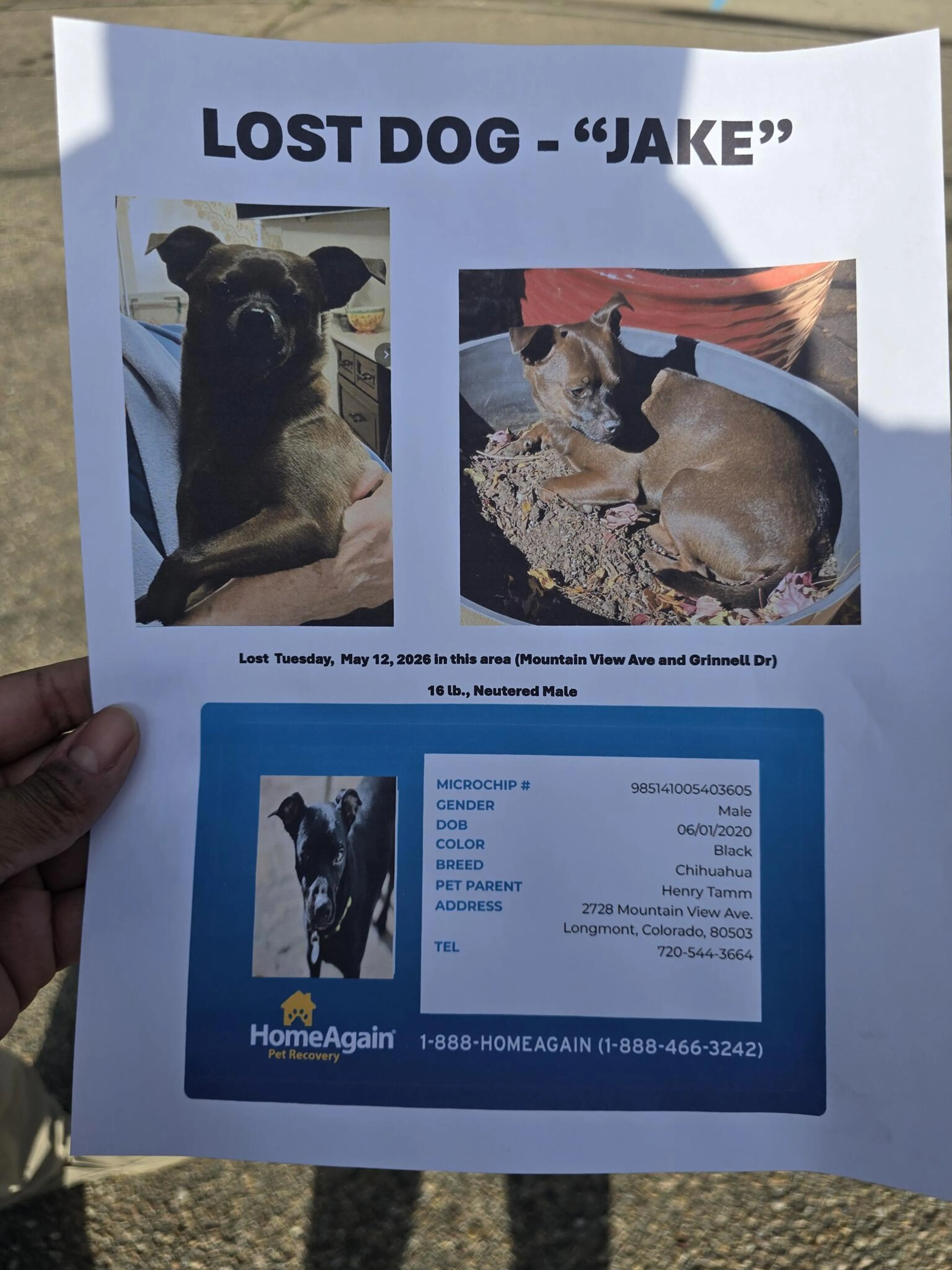 Lost pet