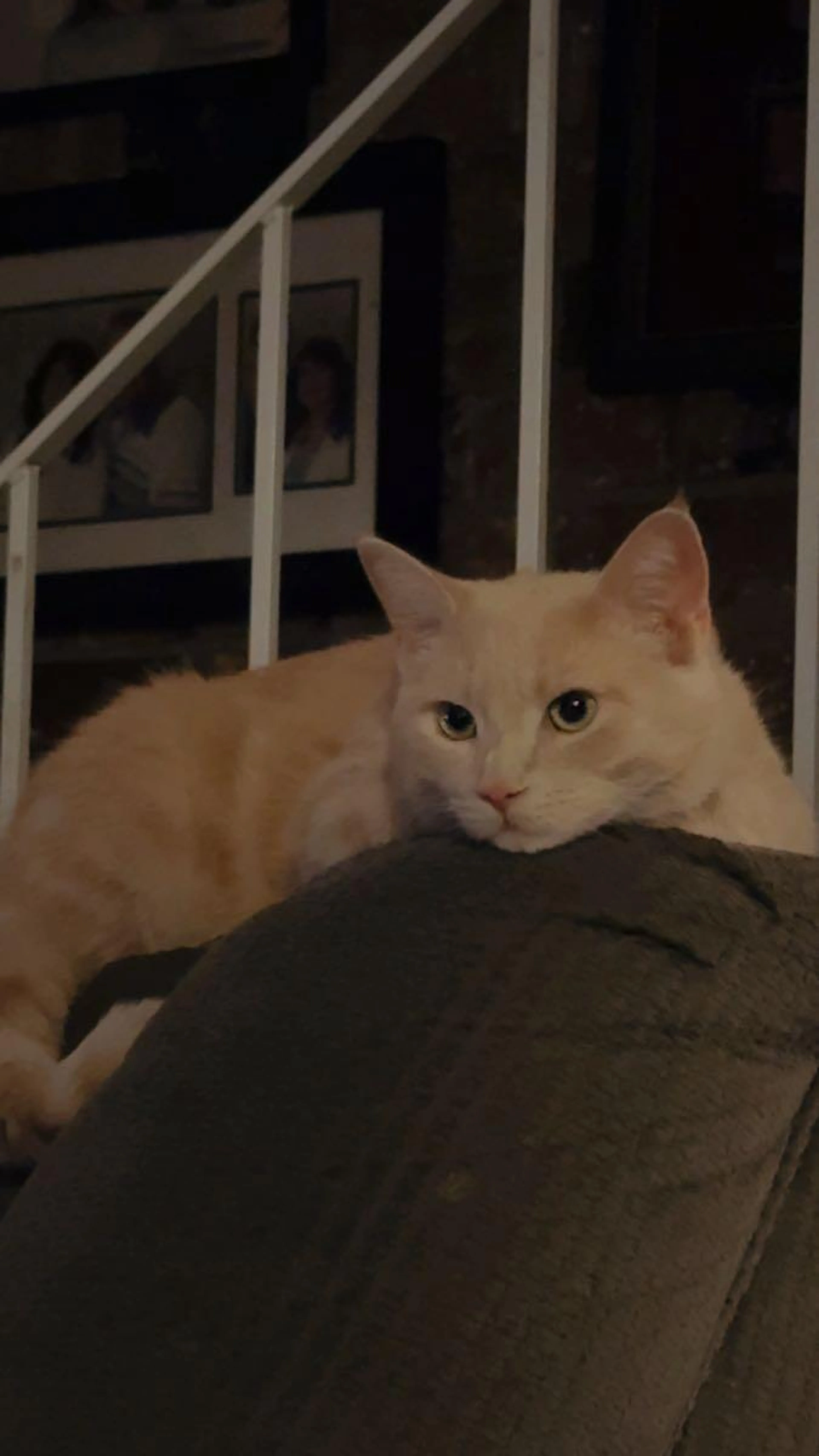 Lost pet