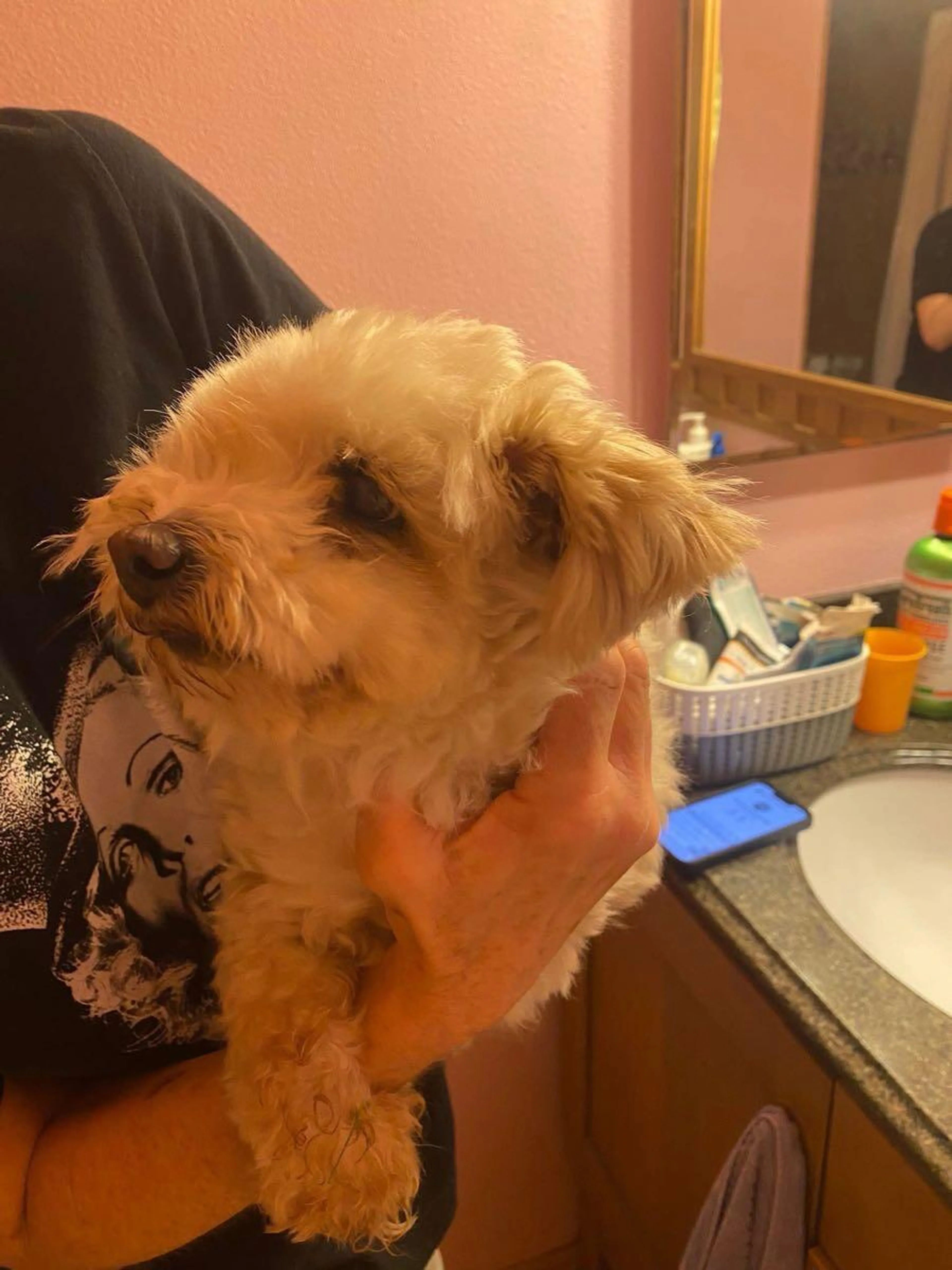 Found pet