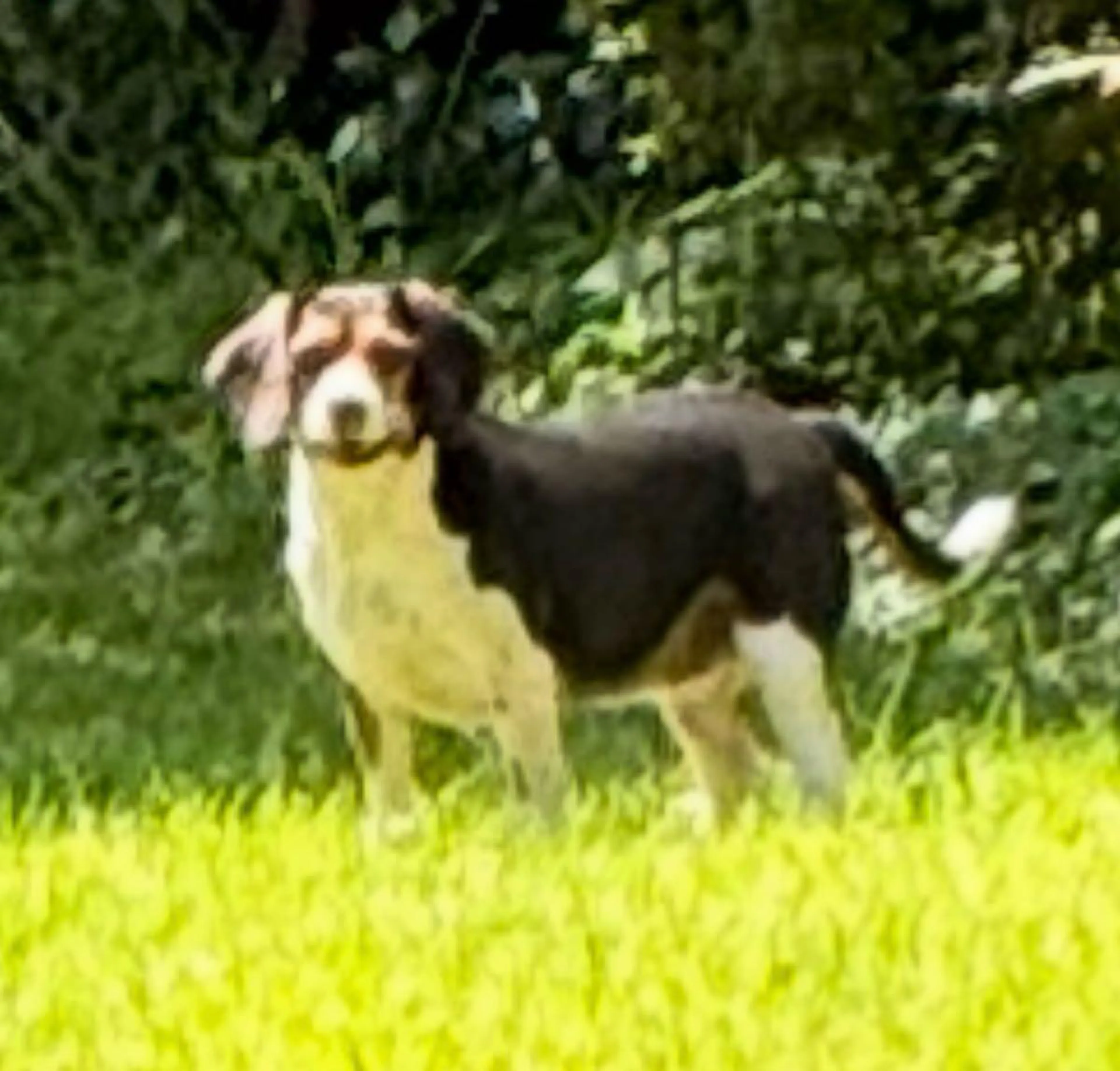 Found pet