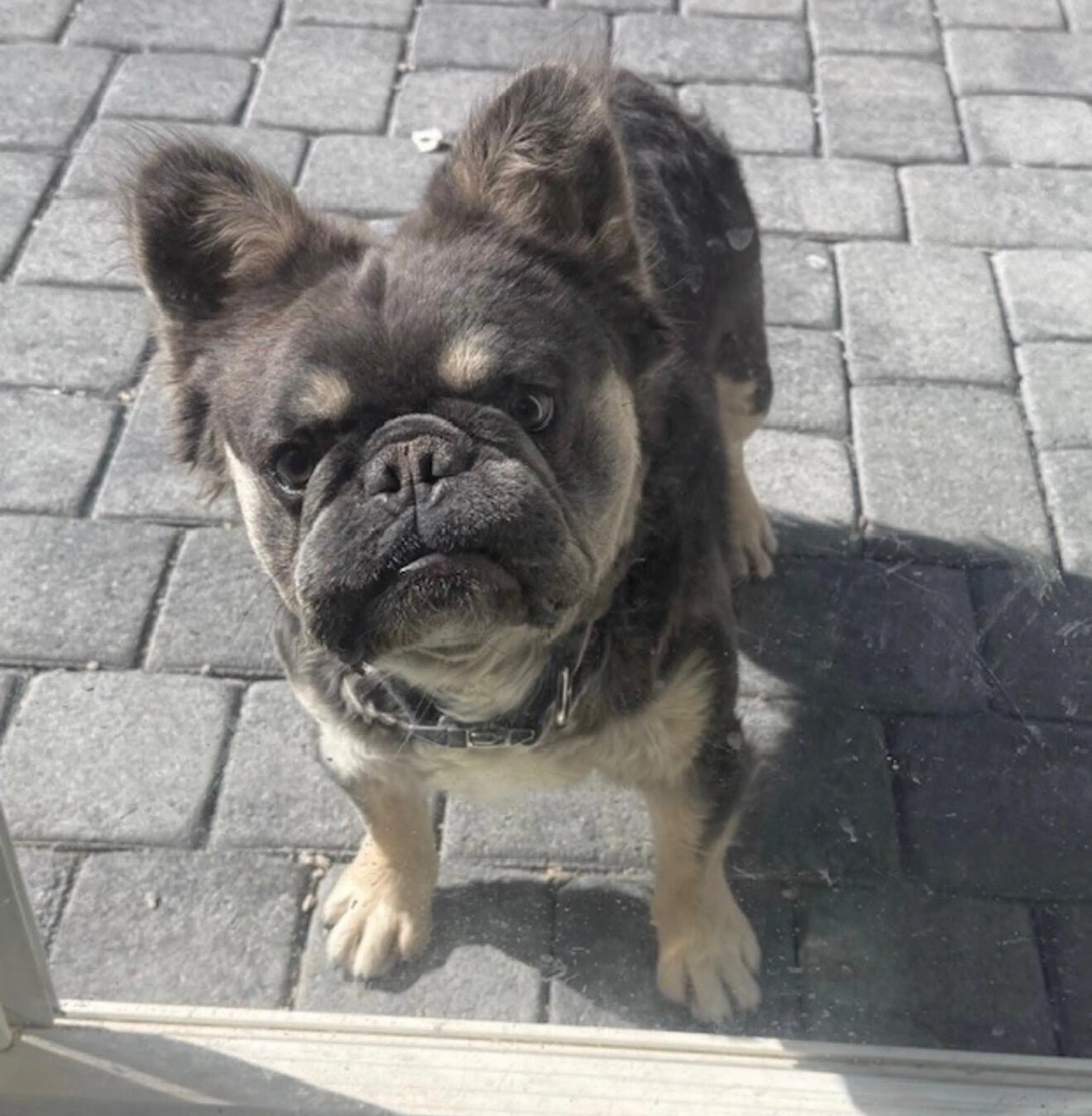 Lost pet