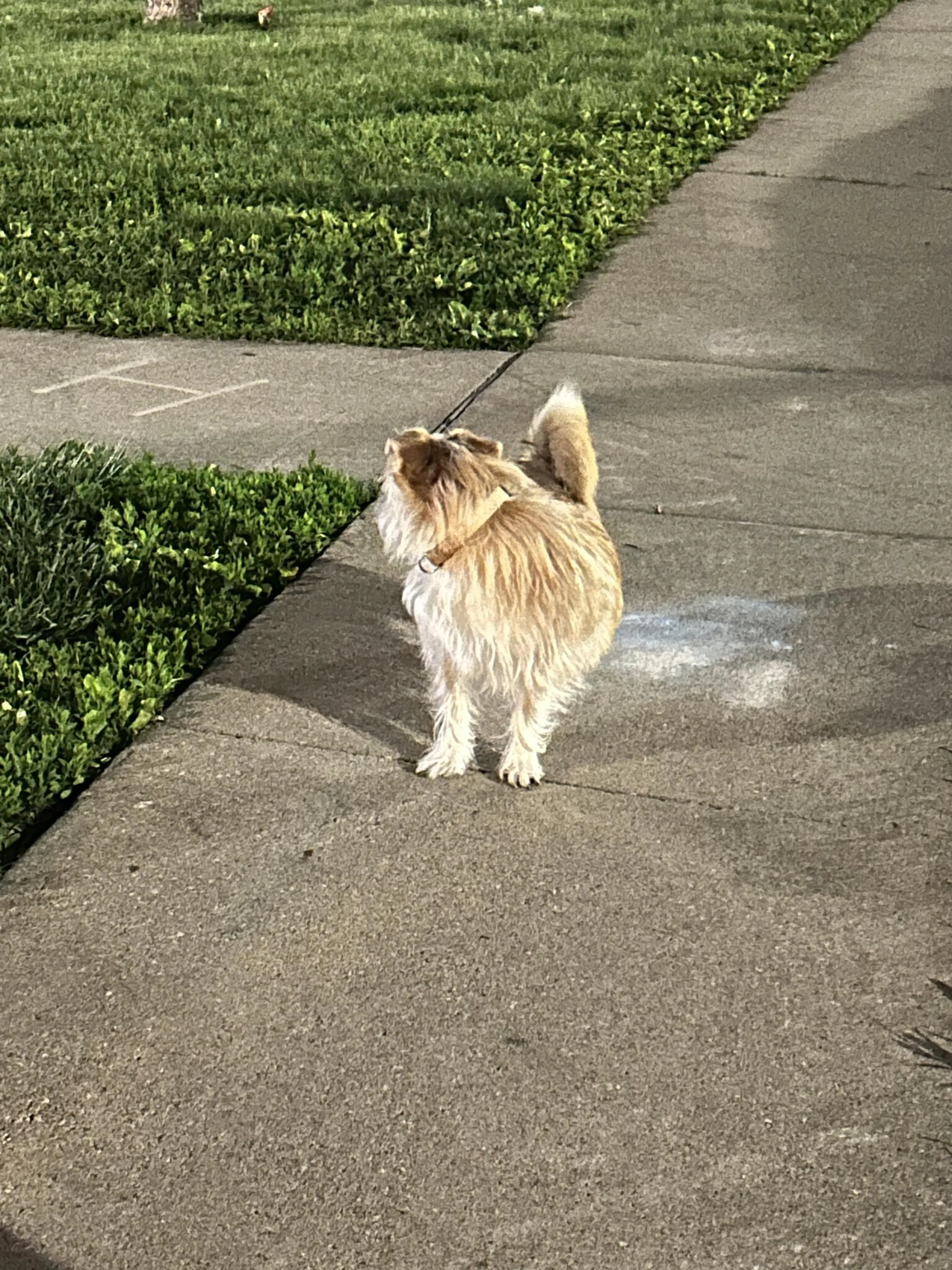 Found pet