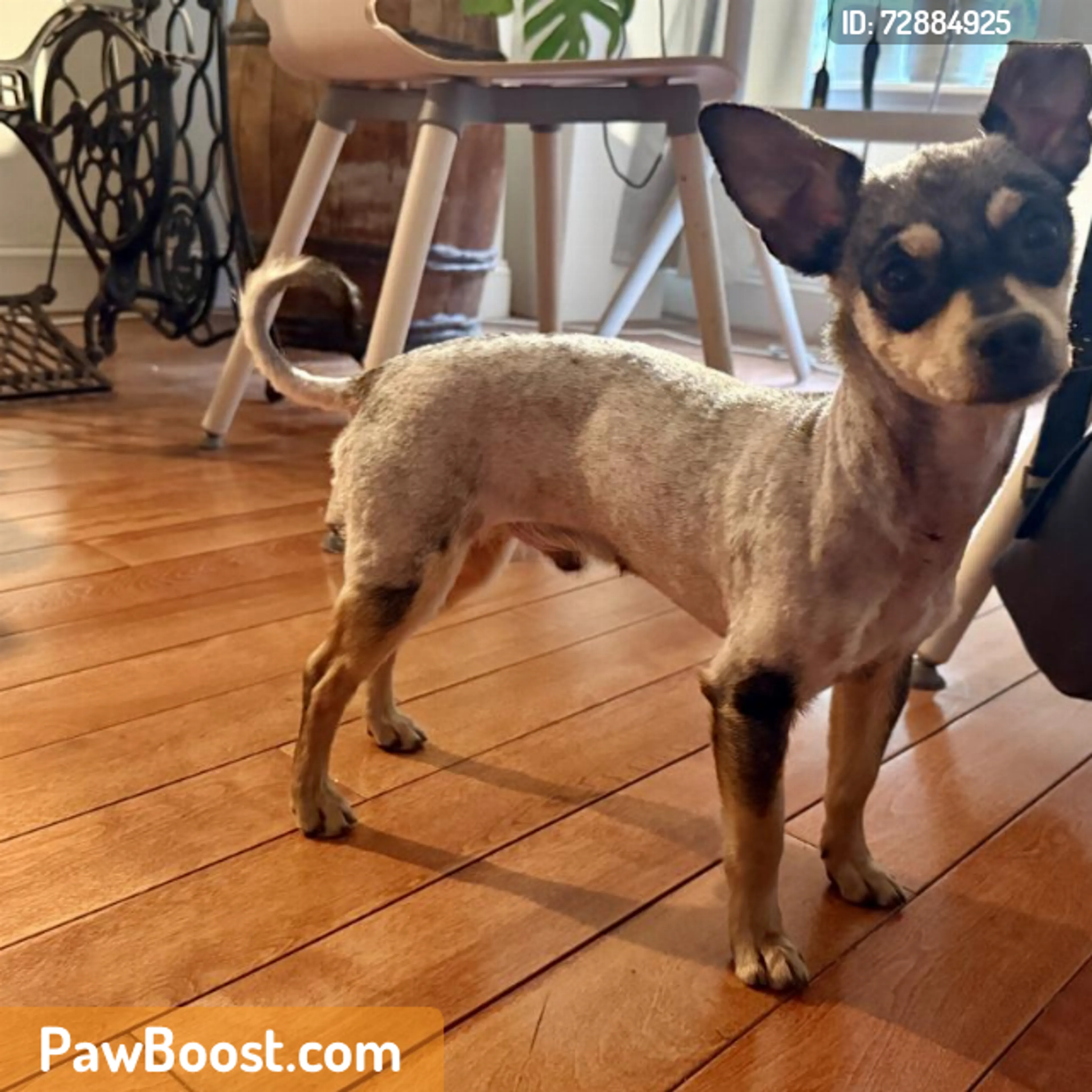 Found pet