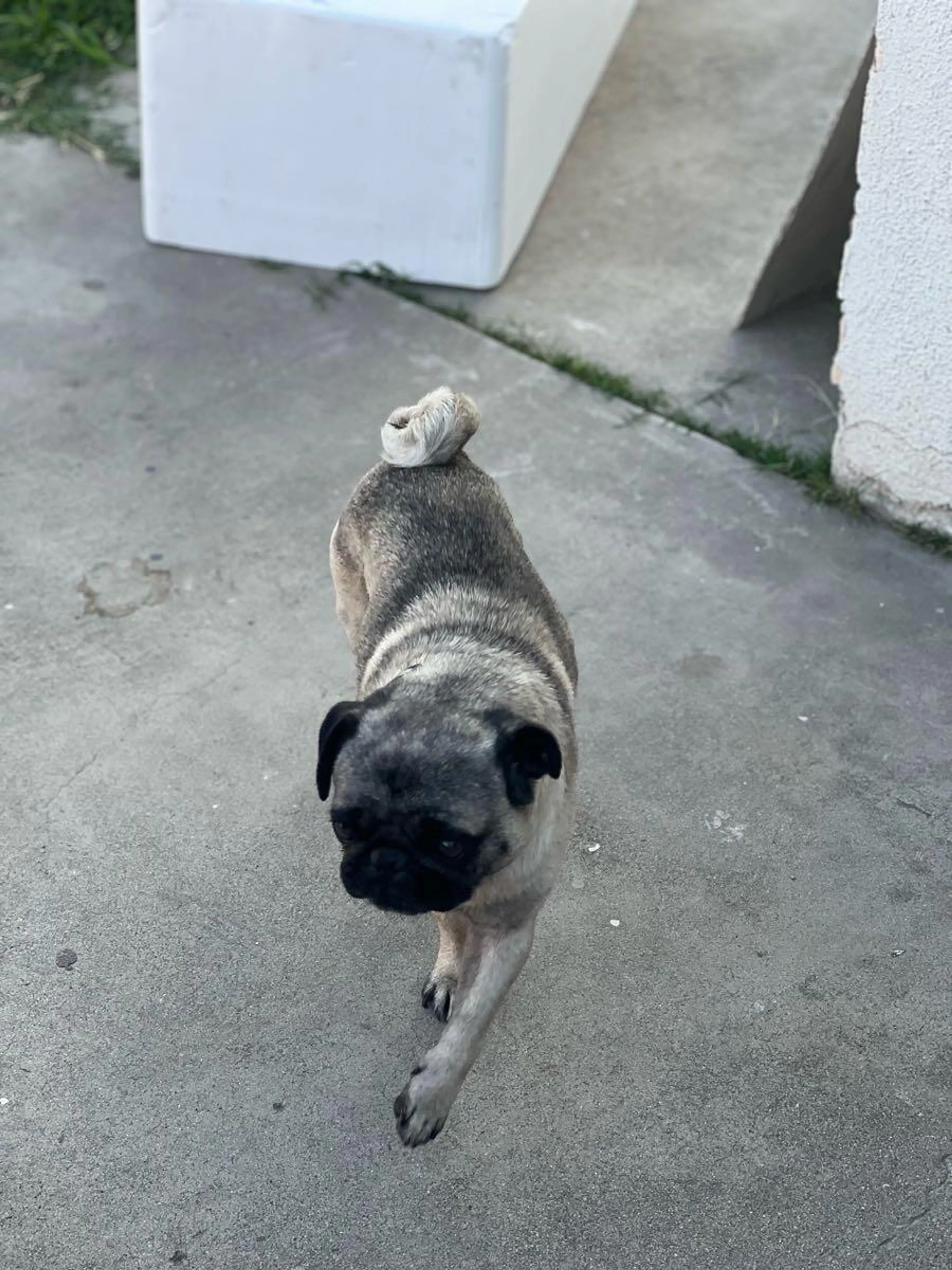 Found pet