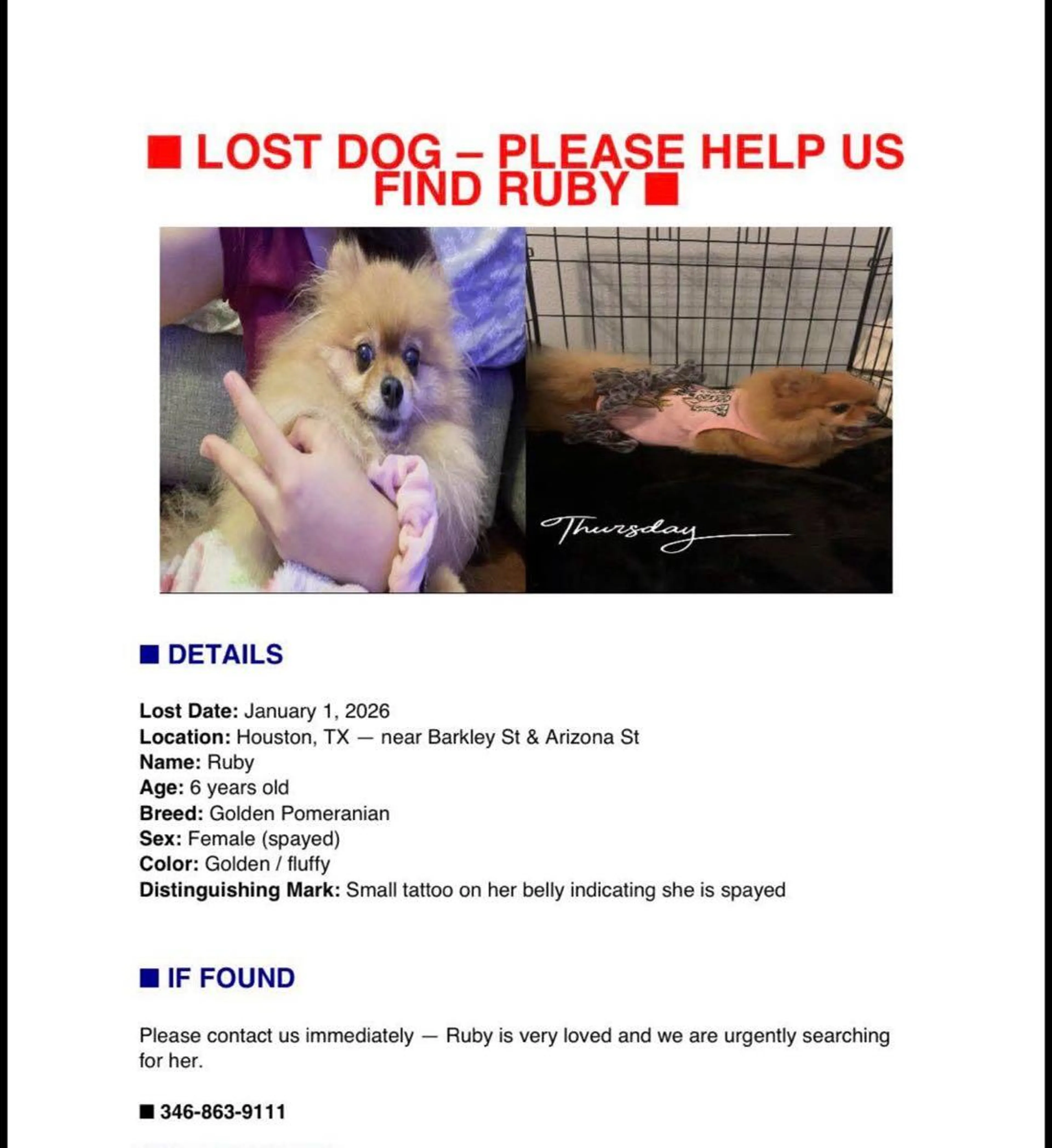 Lost pet