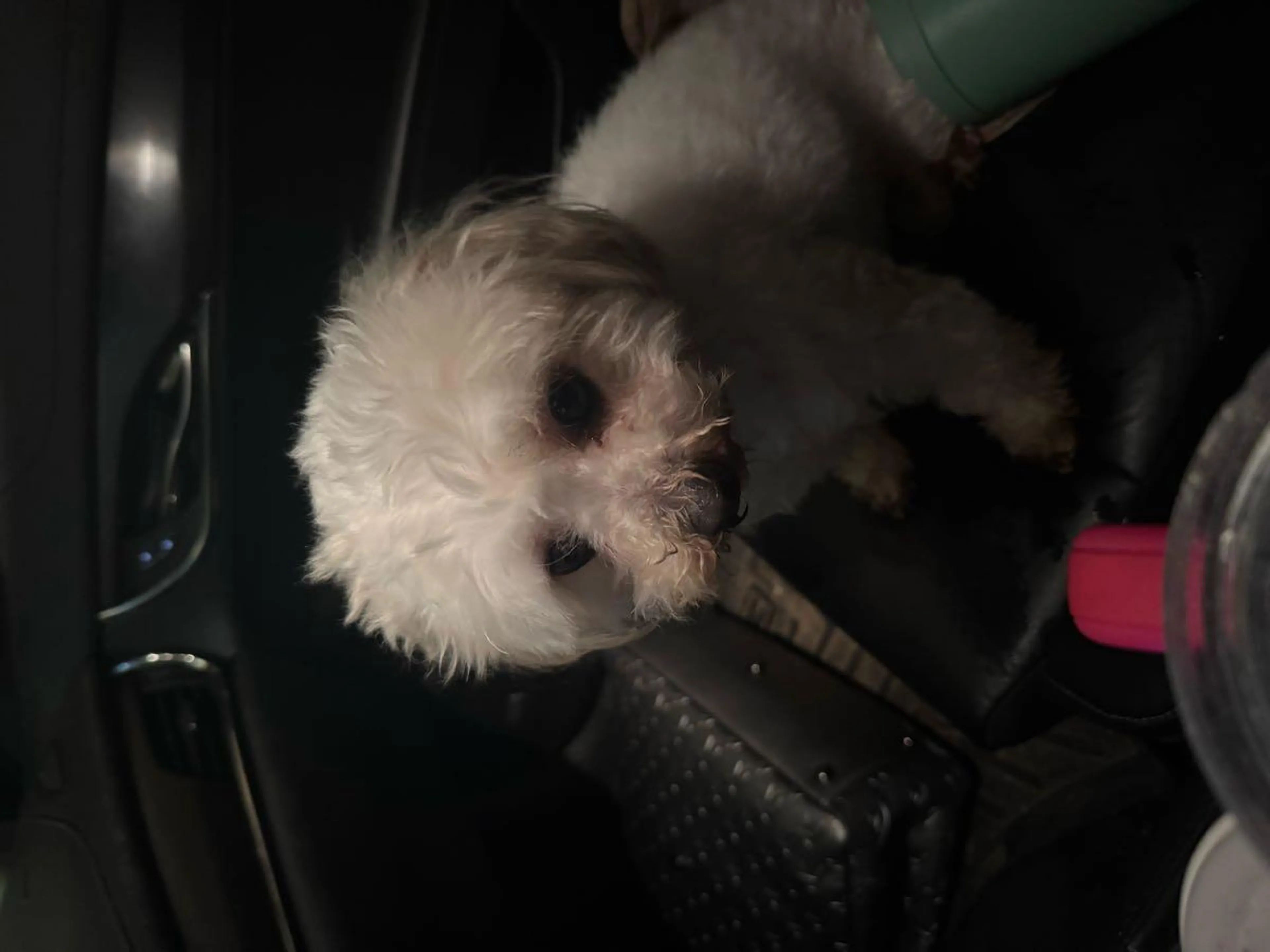 Found pet