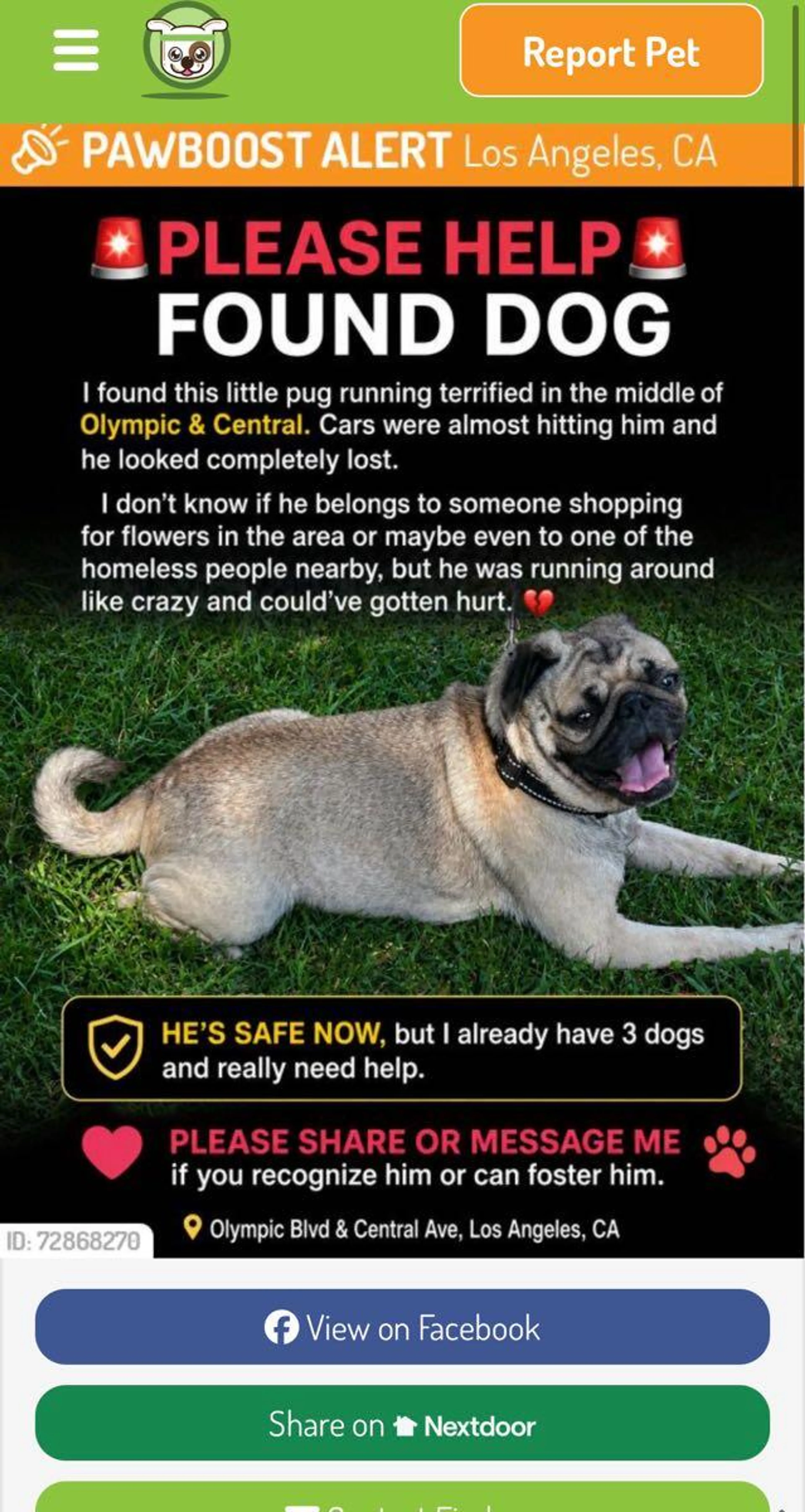 Found pet