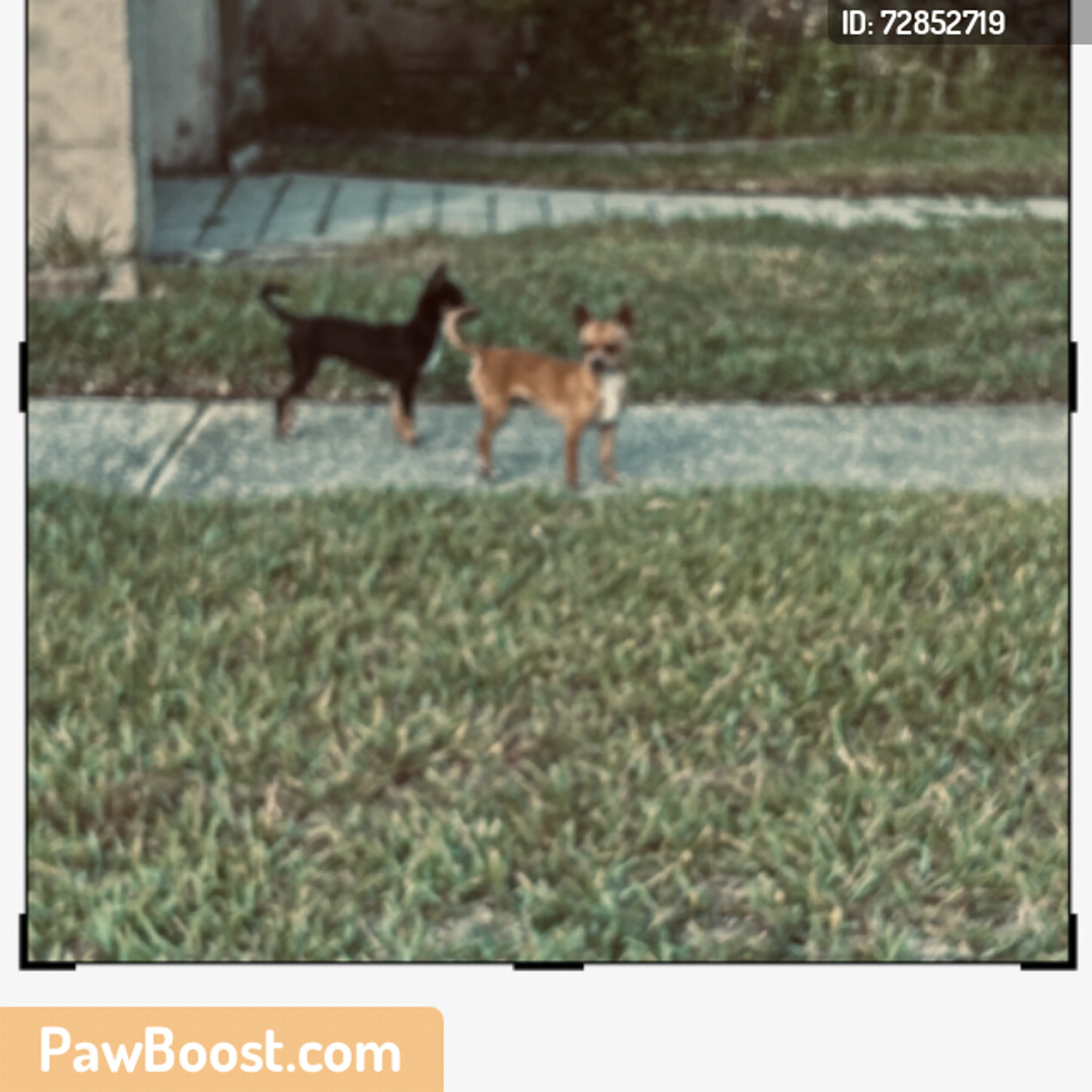 Found pet