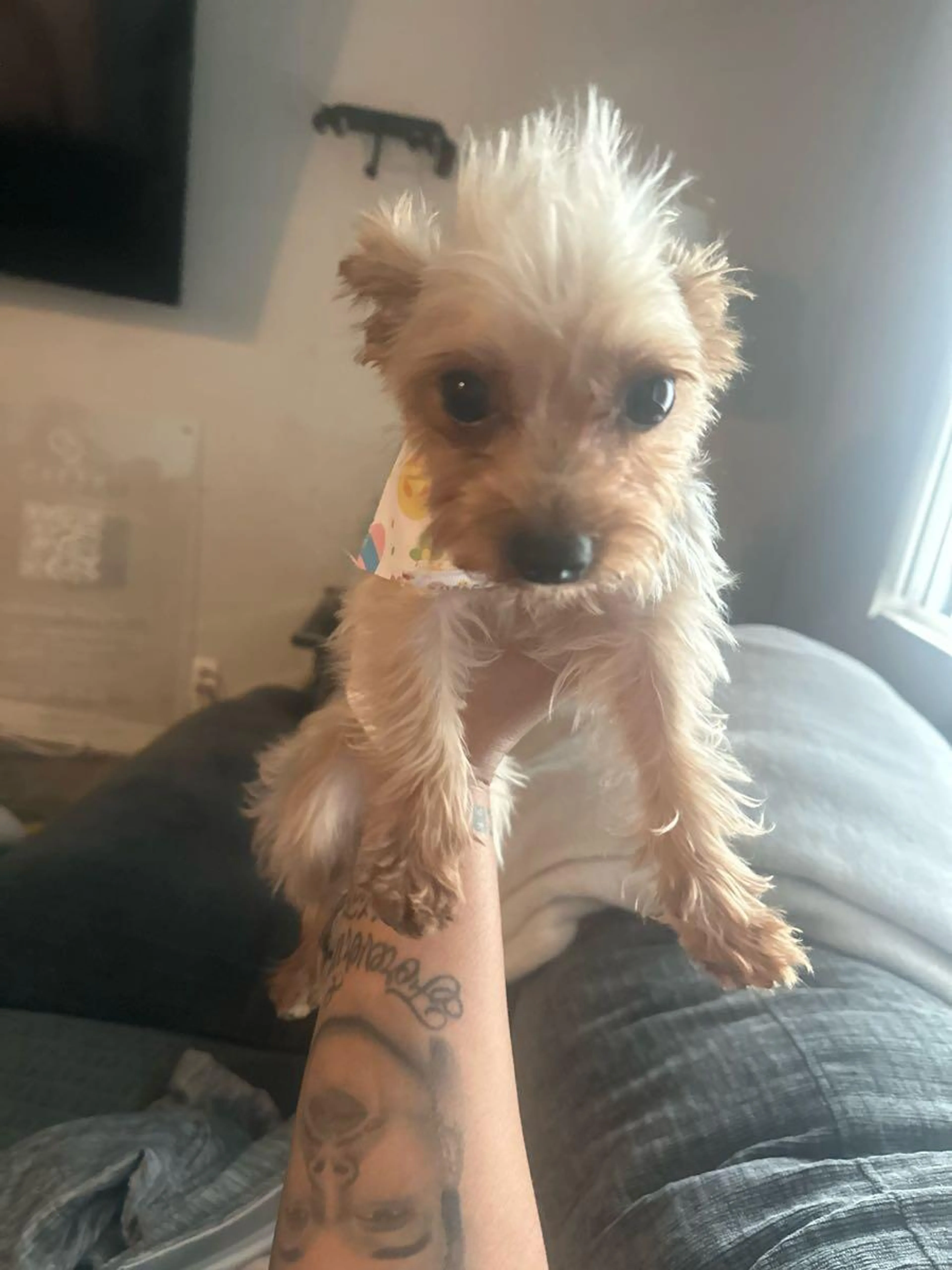 Lost pet