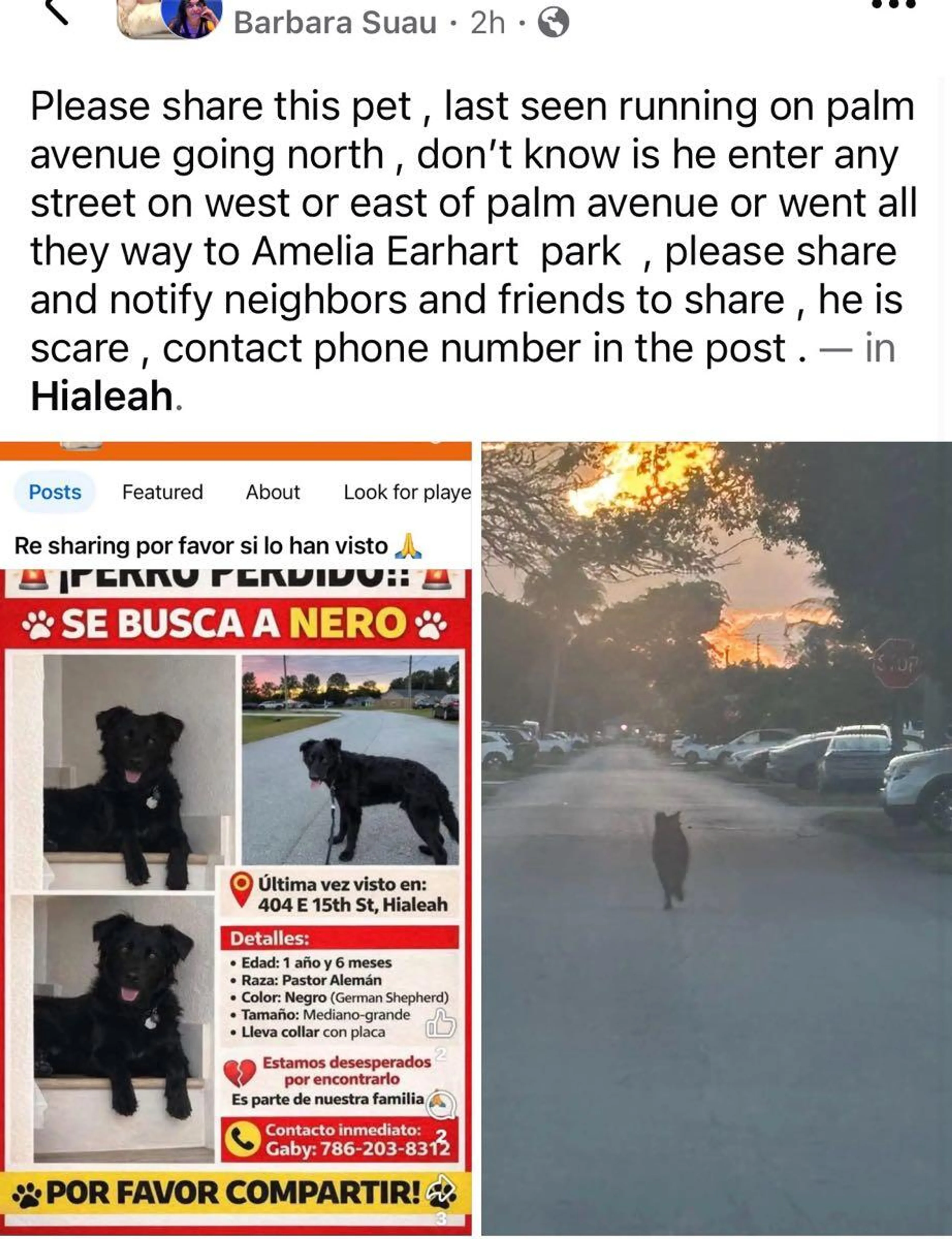 Lost pet