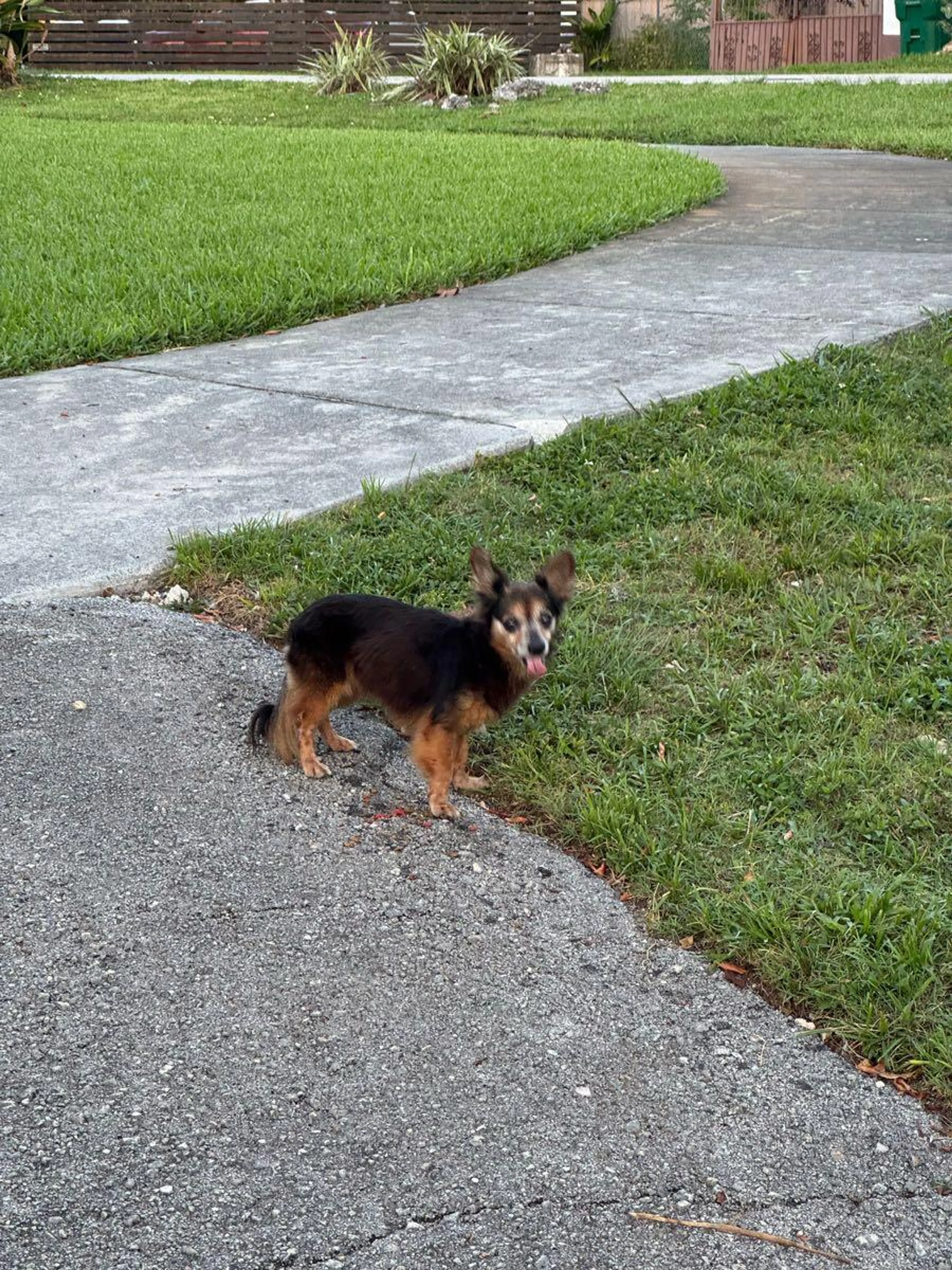 Lost pet