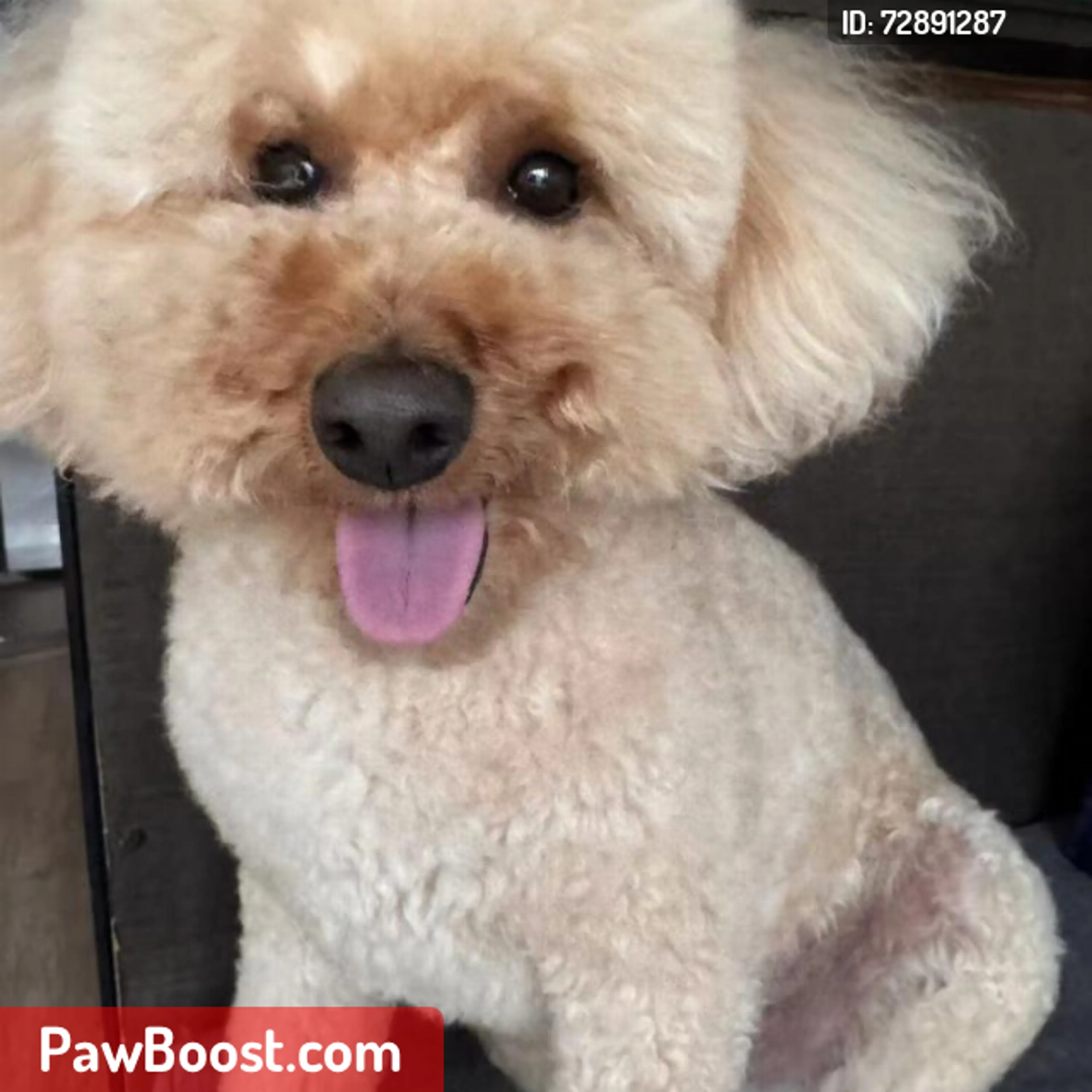 Lost pet