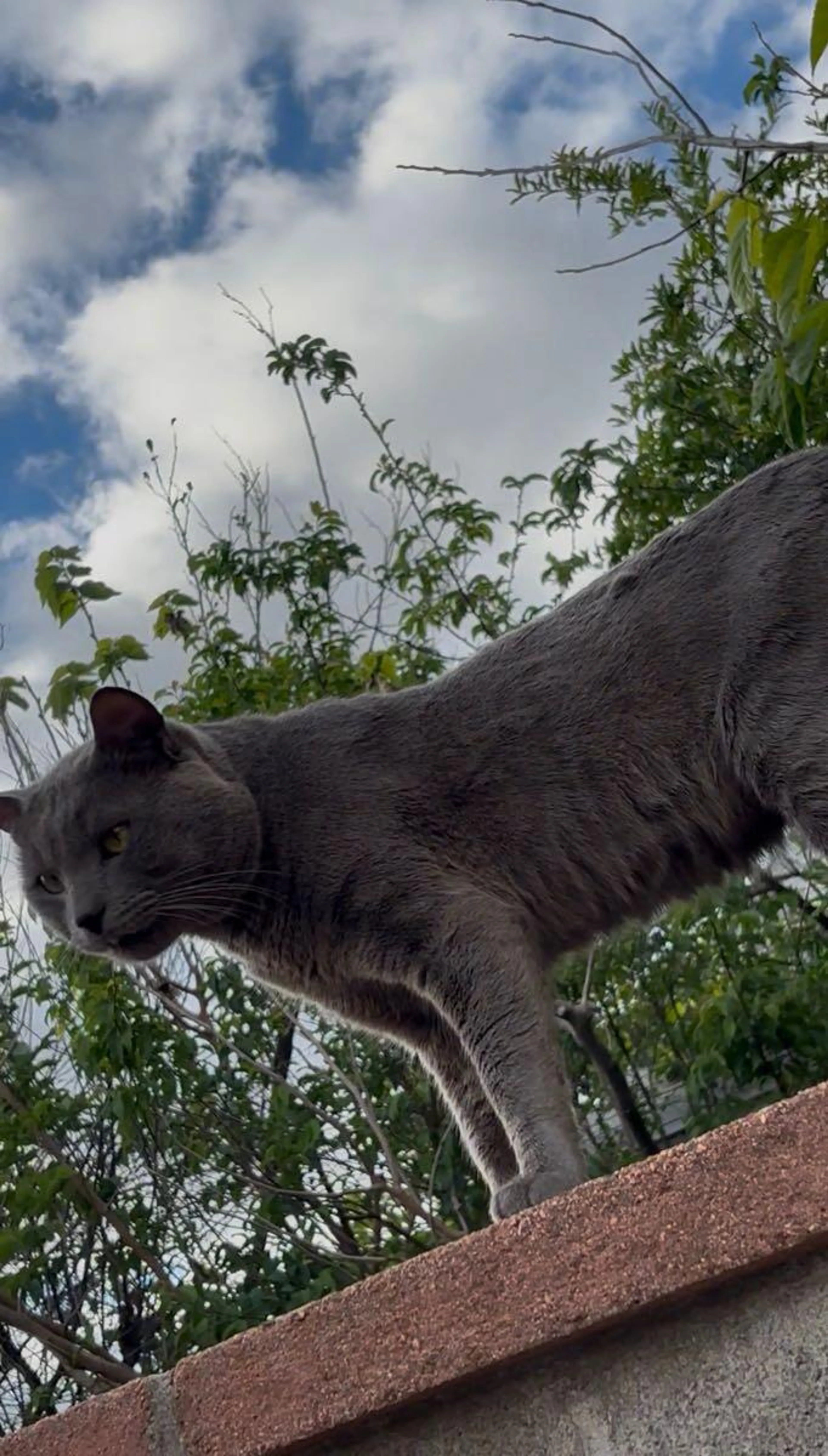 Lost pet