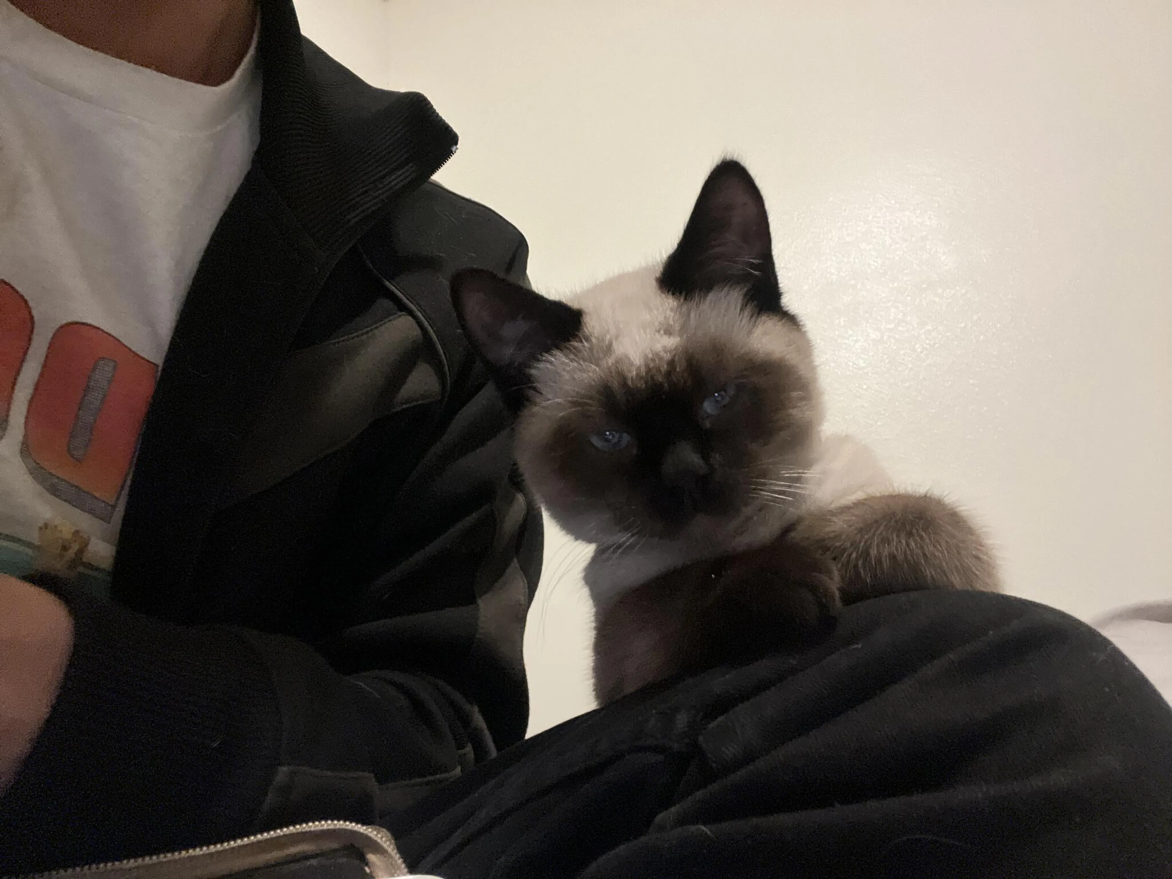 Lost pet