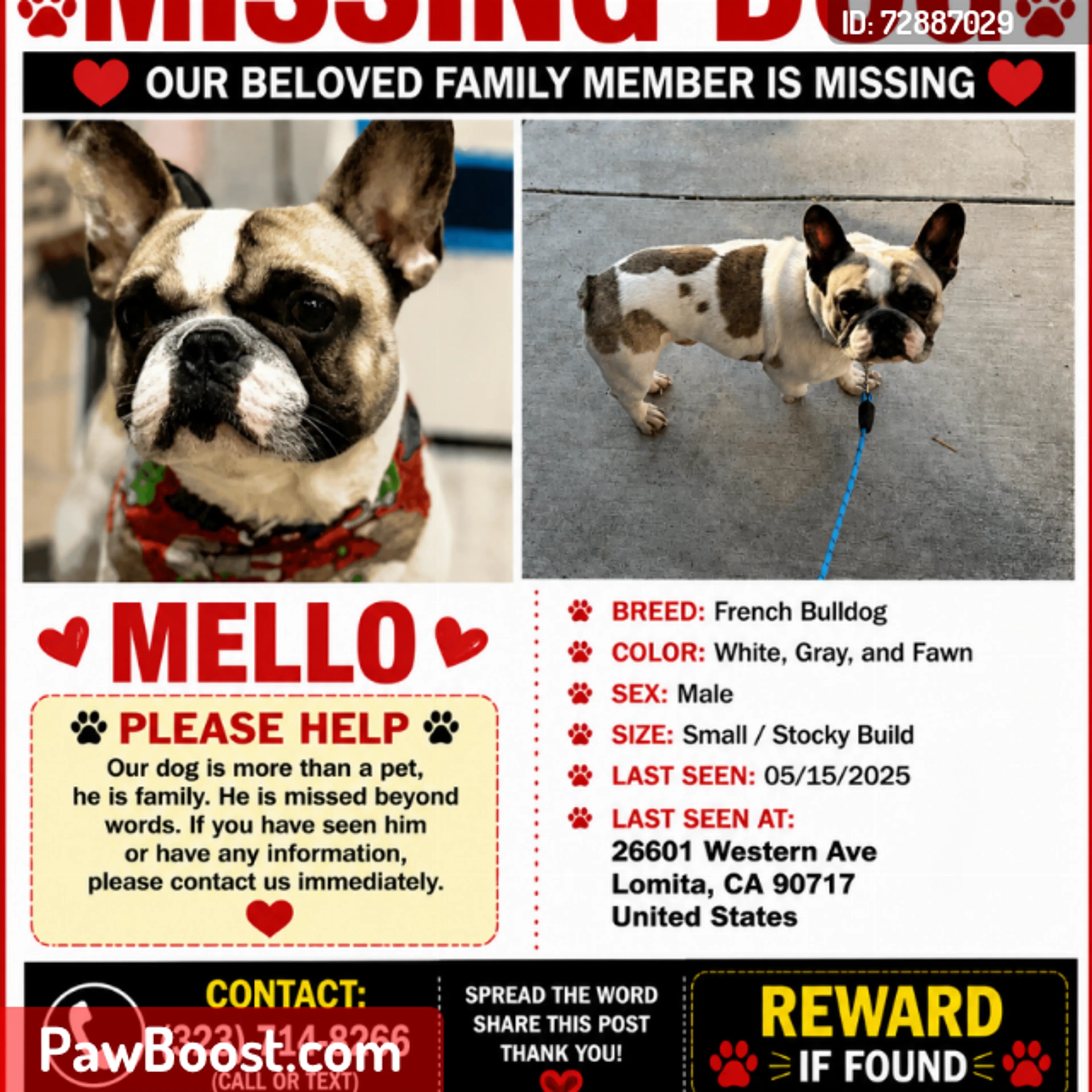 Lost pet
