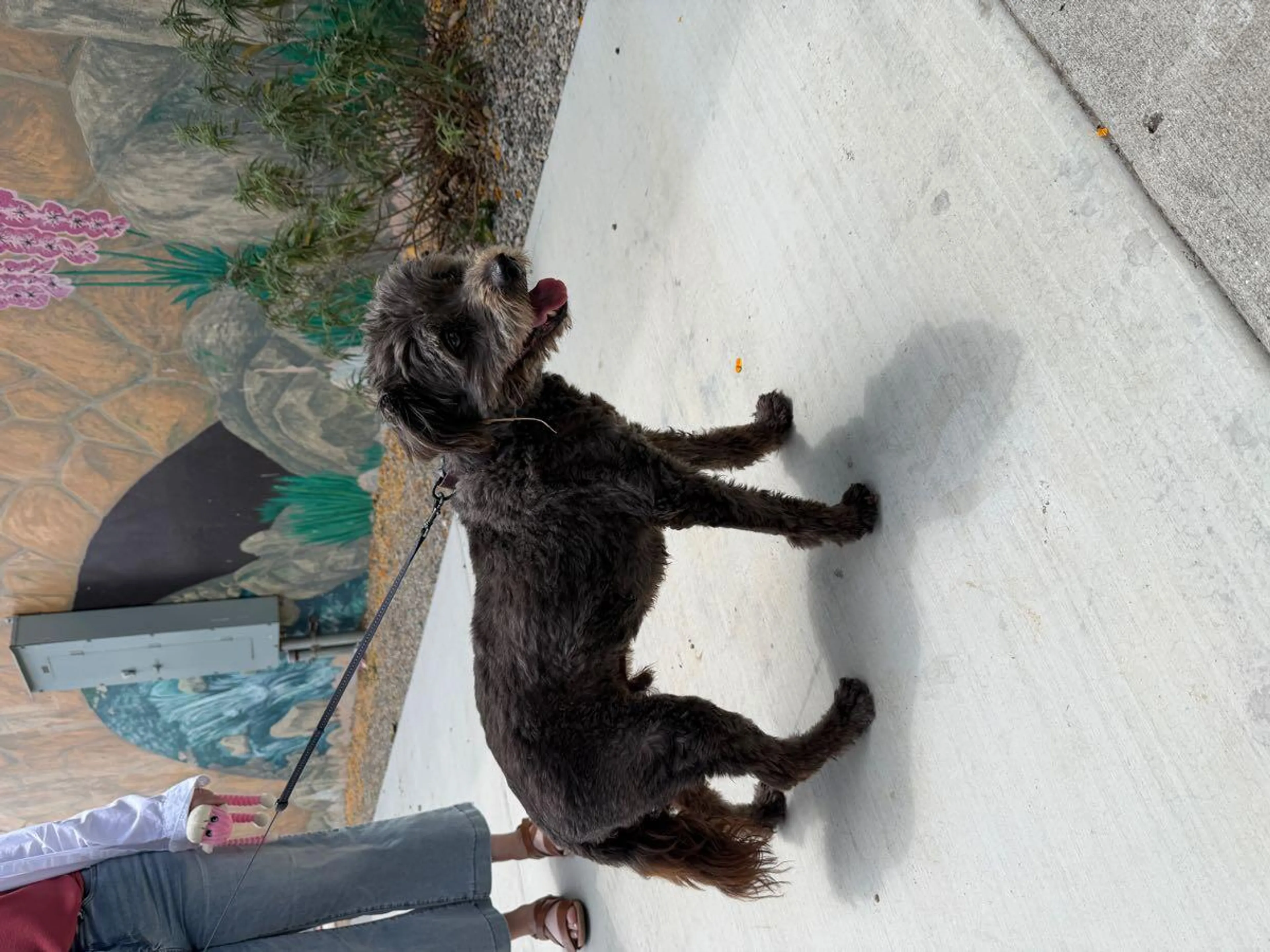 Found pet
