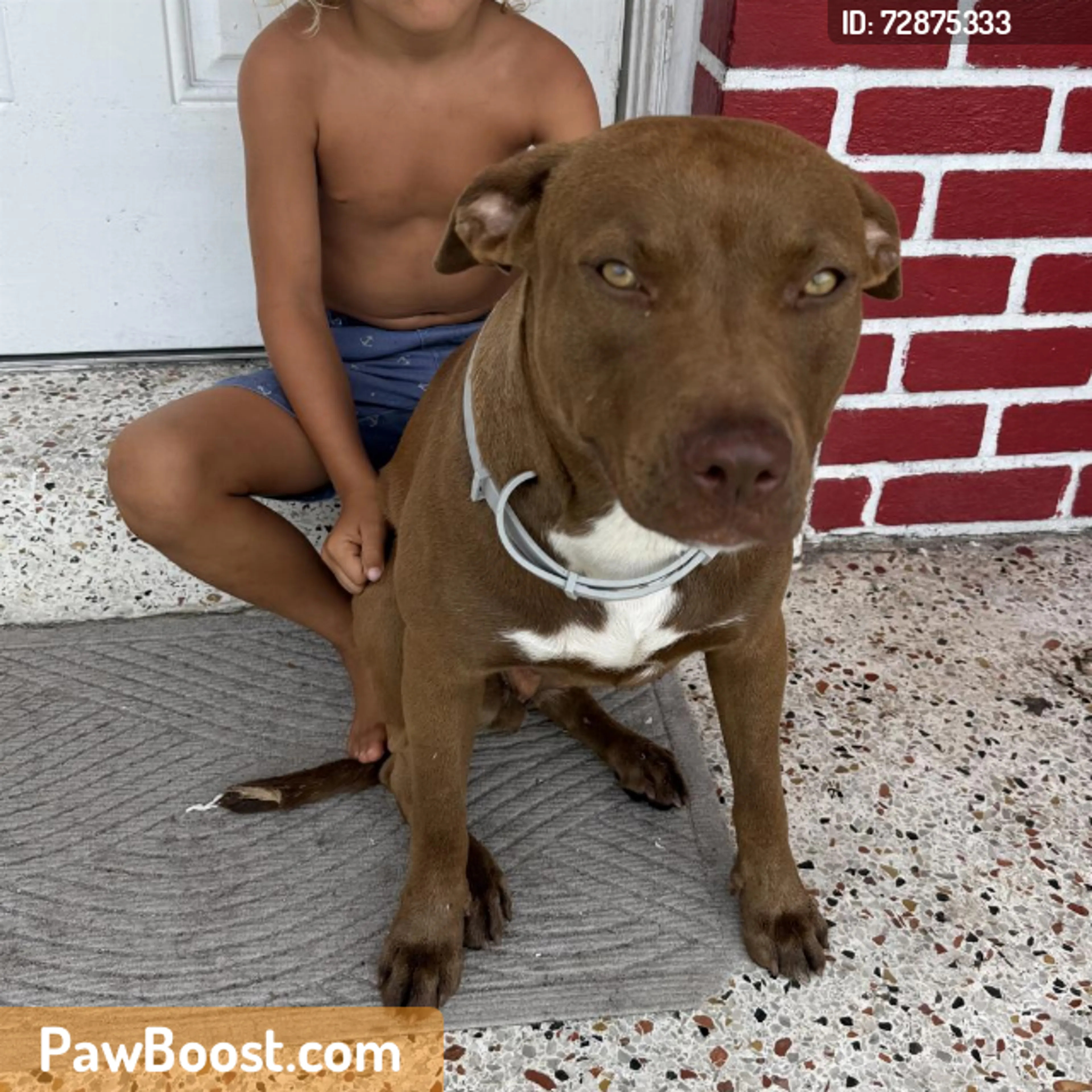 Found pet