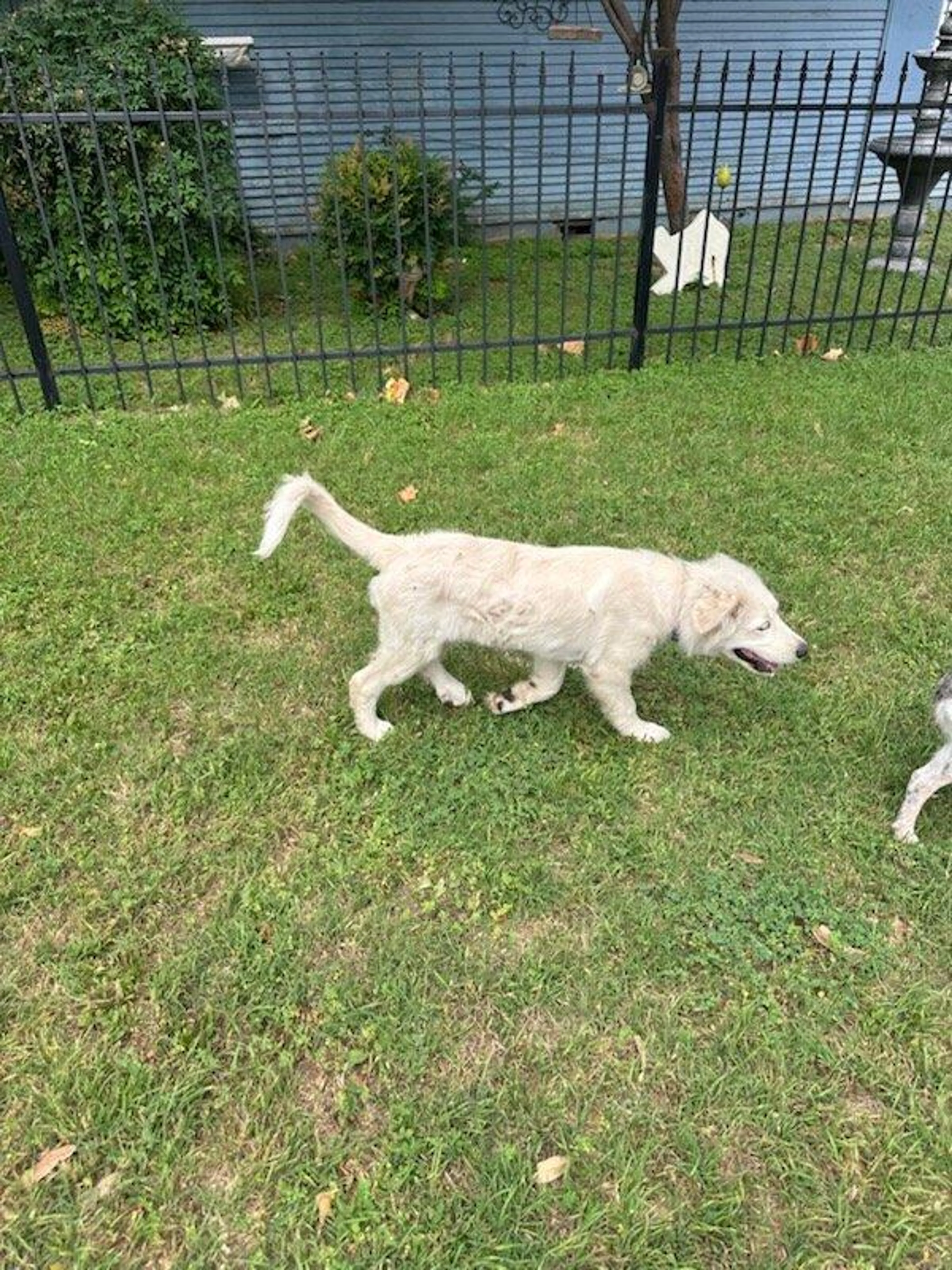 Found pet