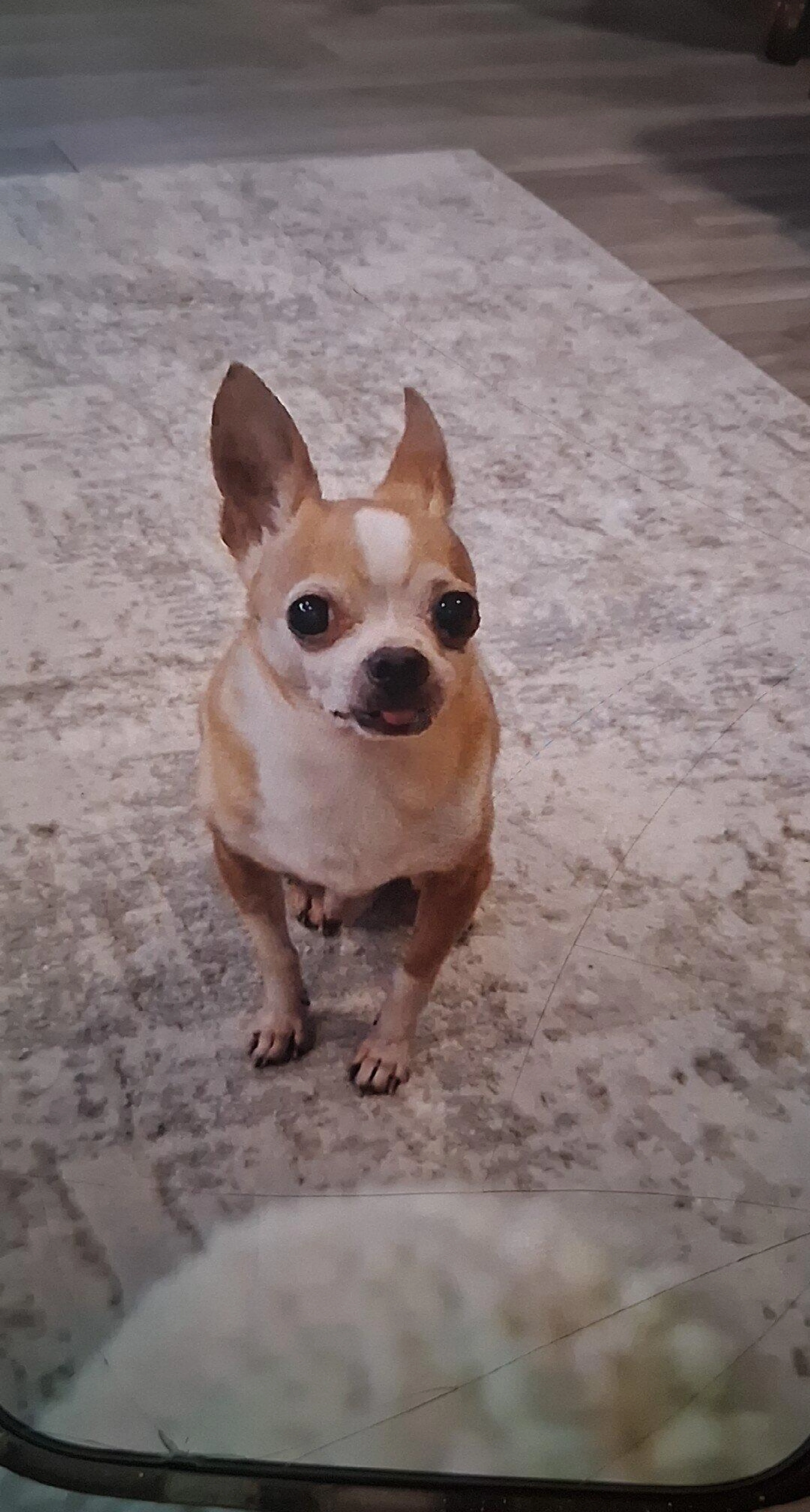 Lost pet