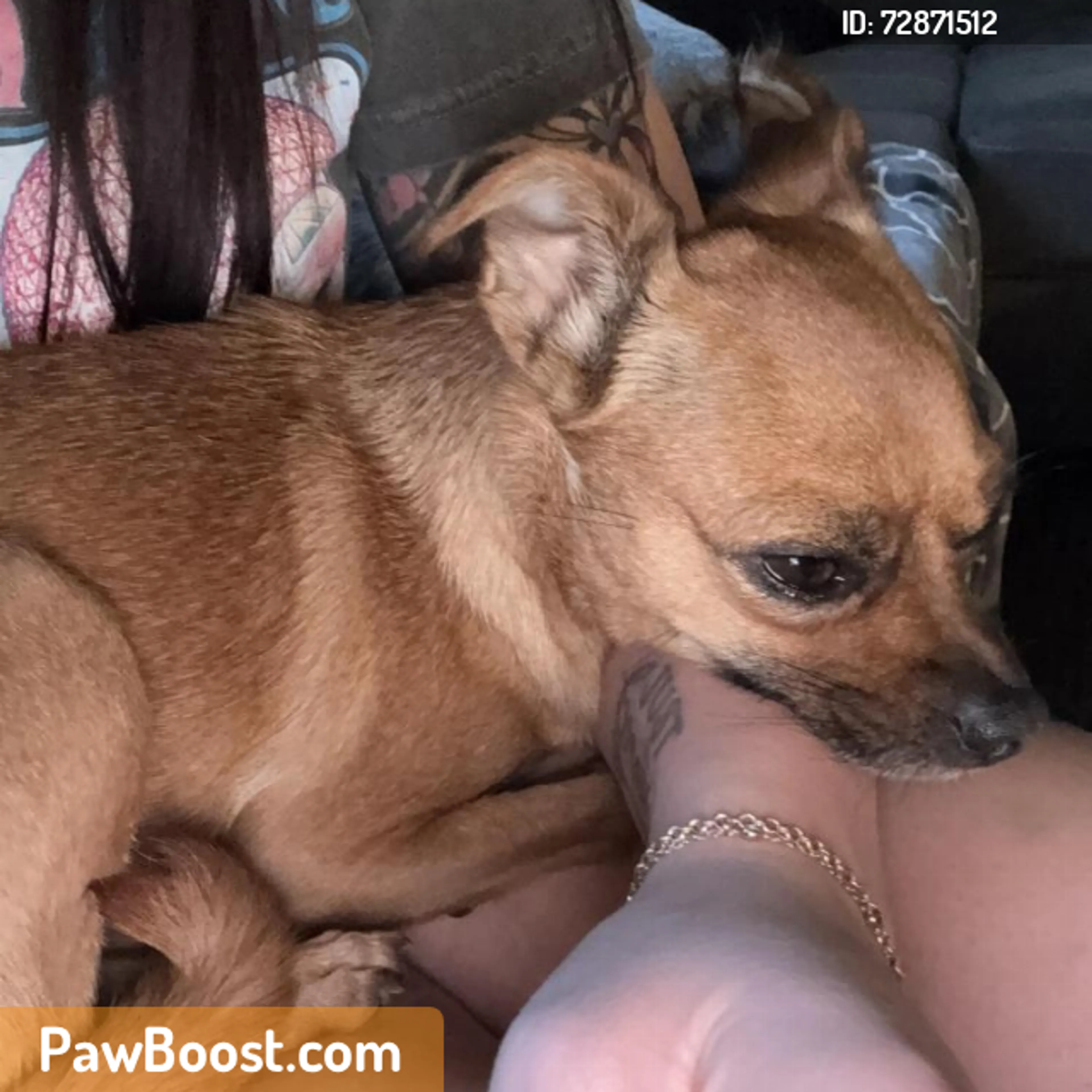 Found pet