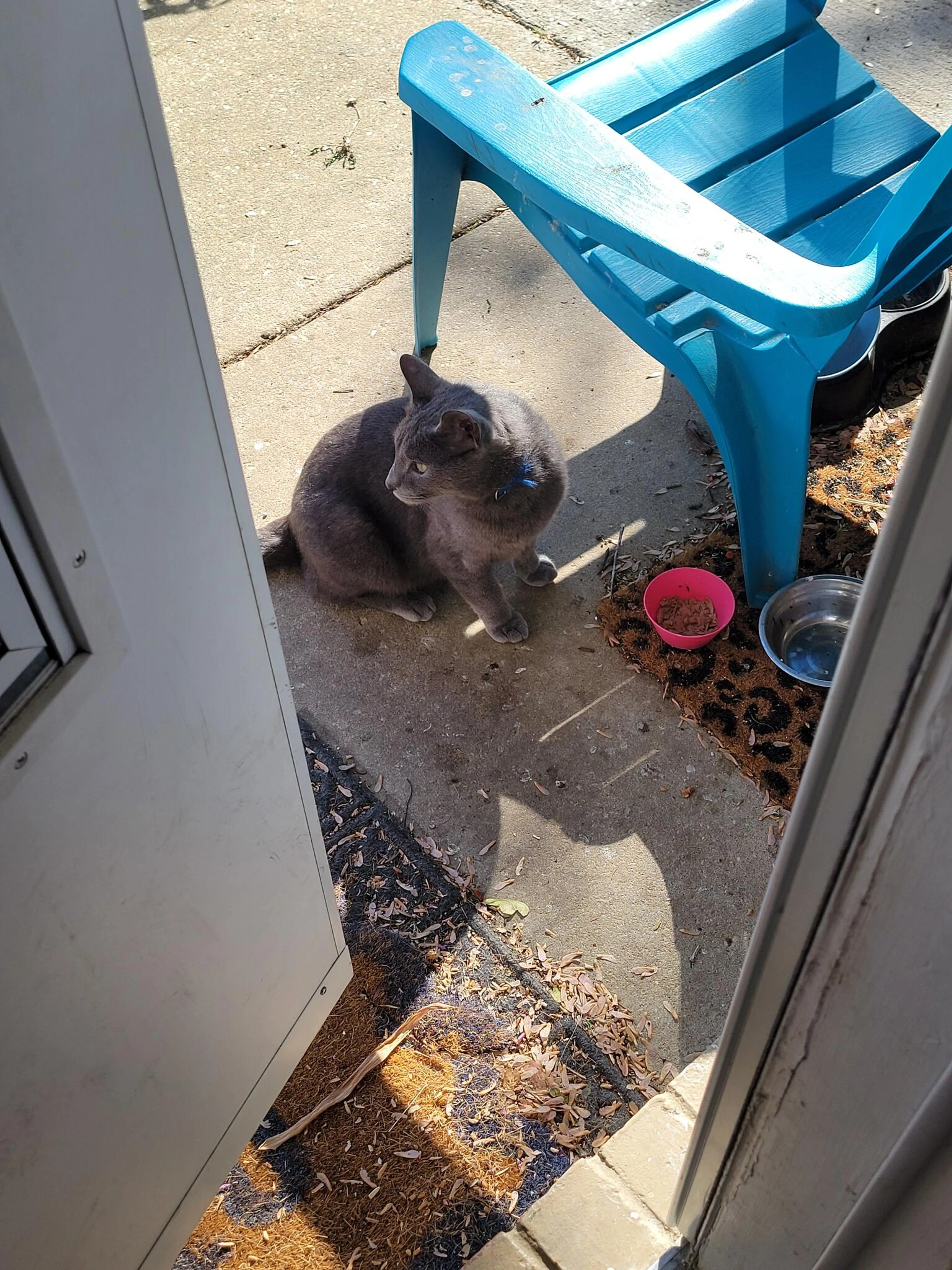 Found pet