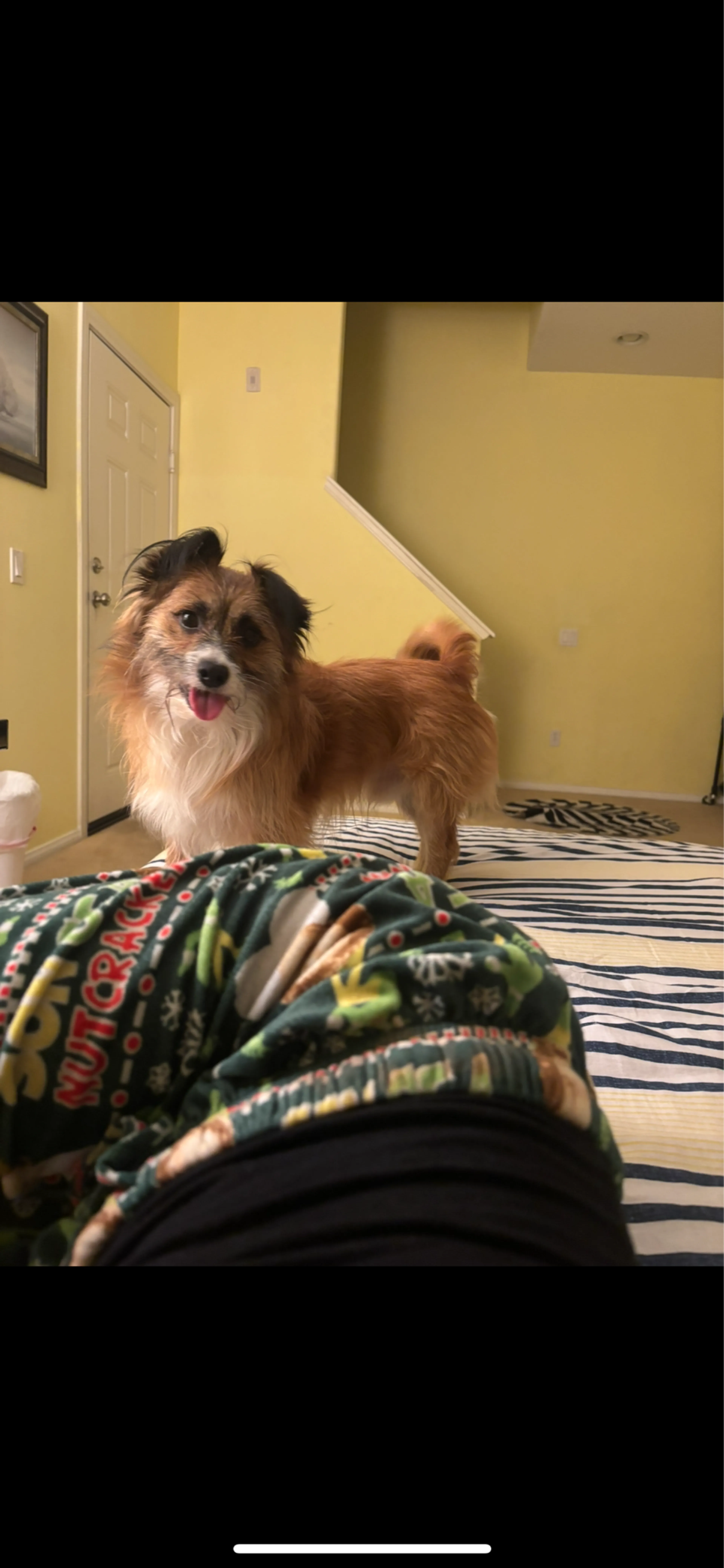 Lost pet