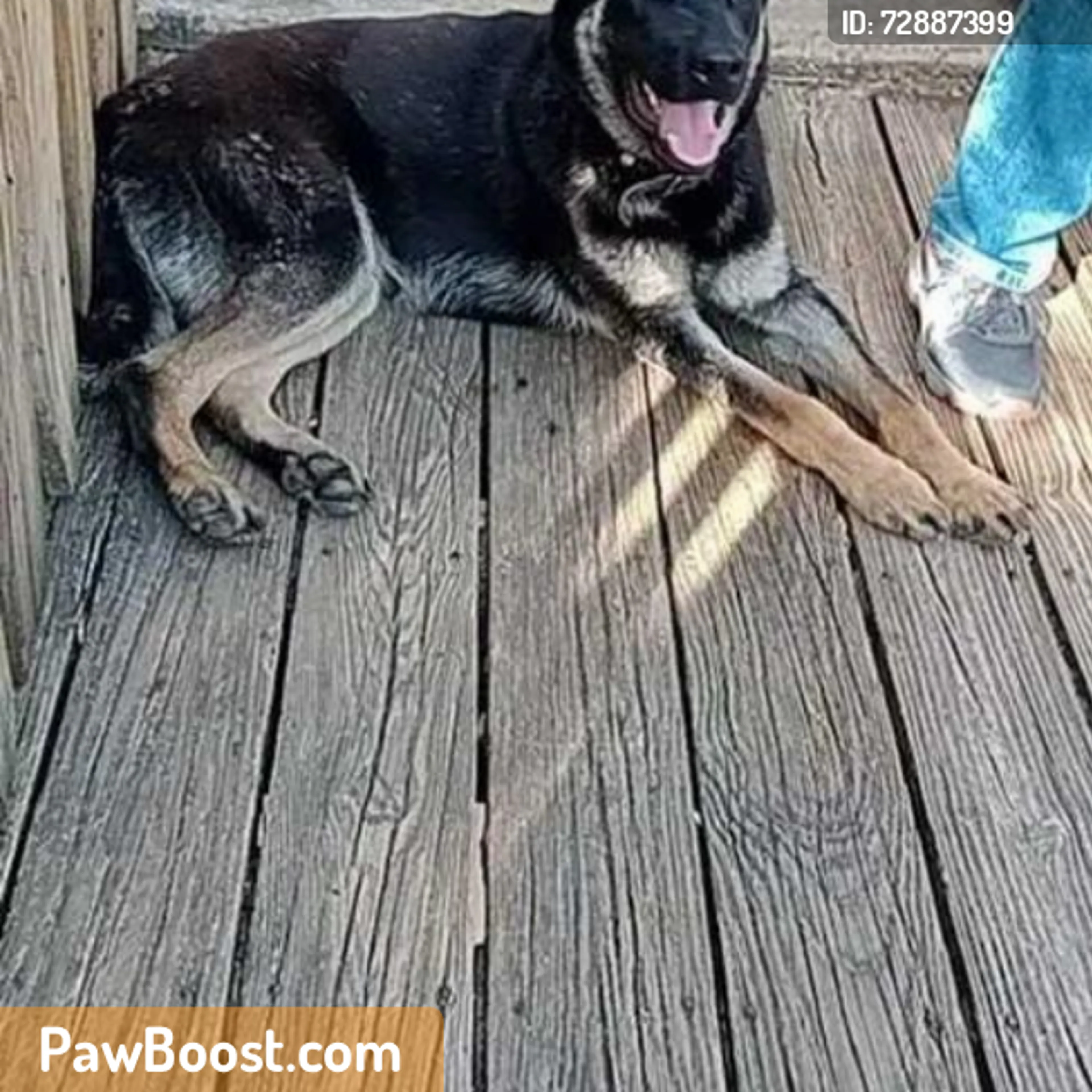 Found pet
