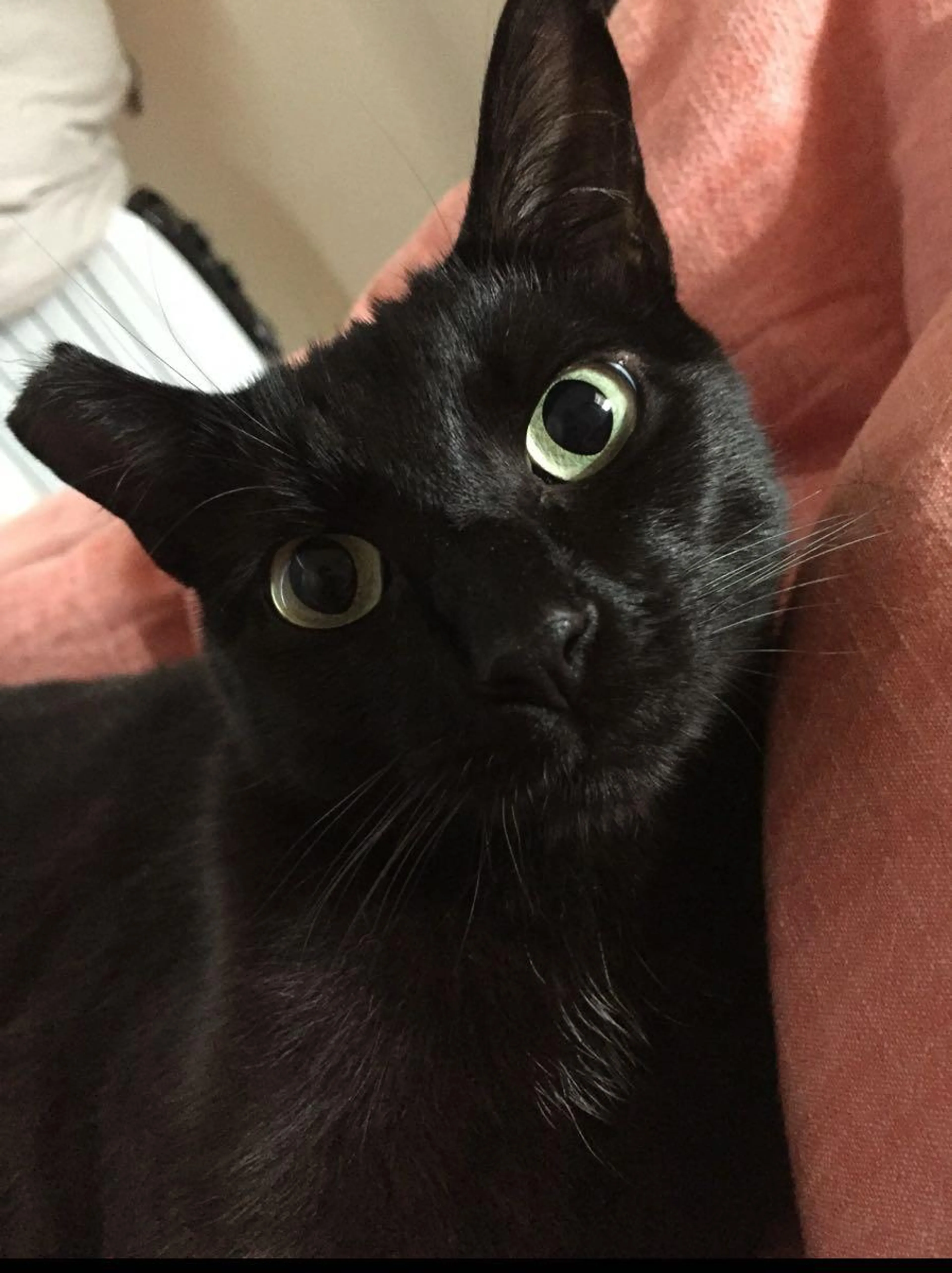 Lost pet