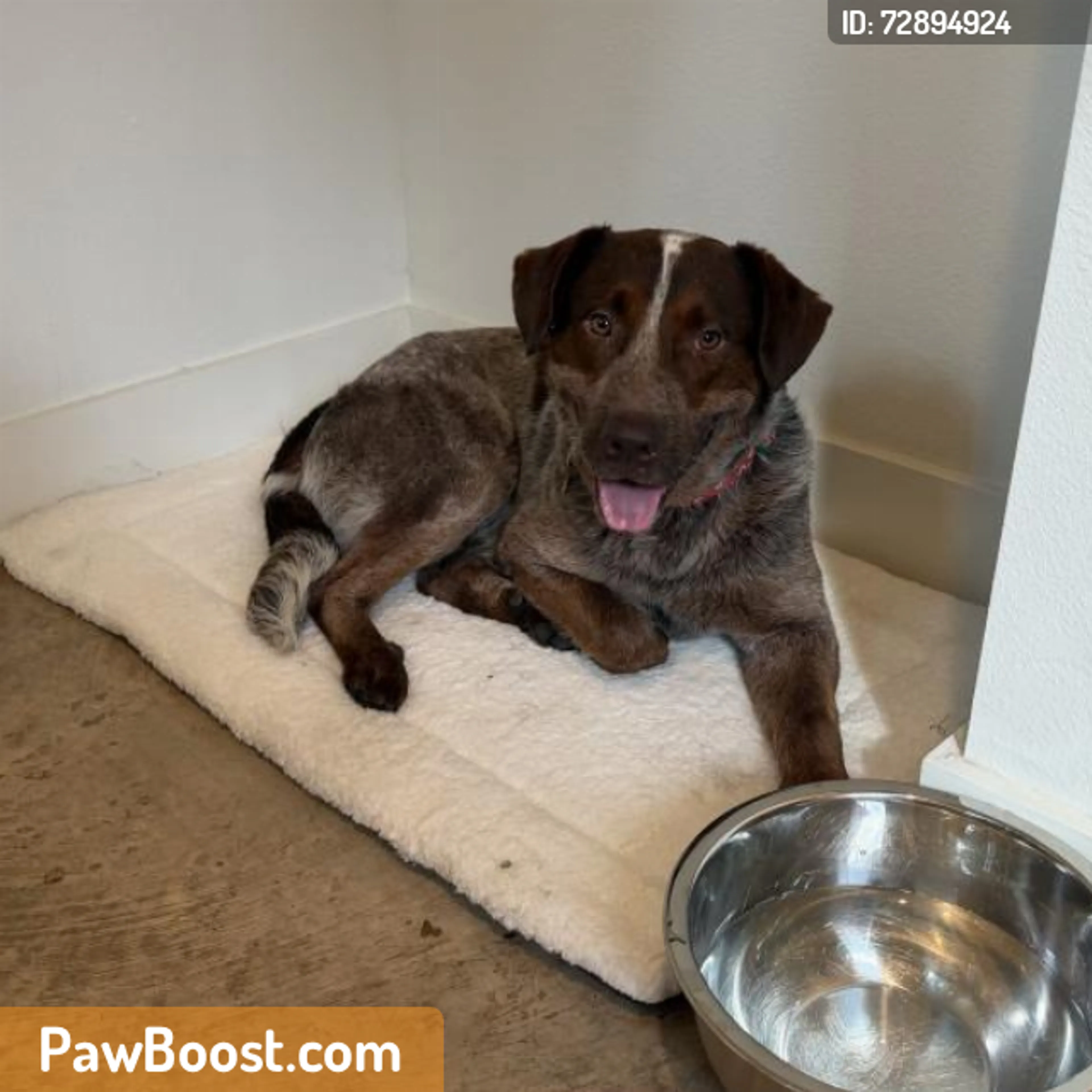 Found pet