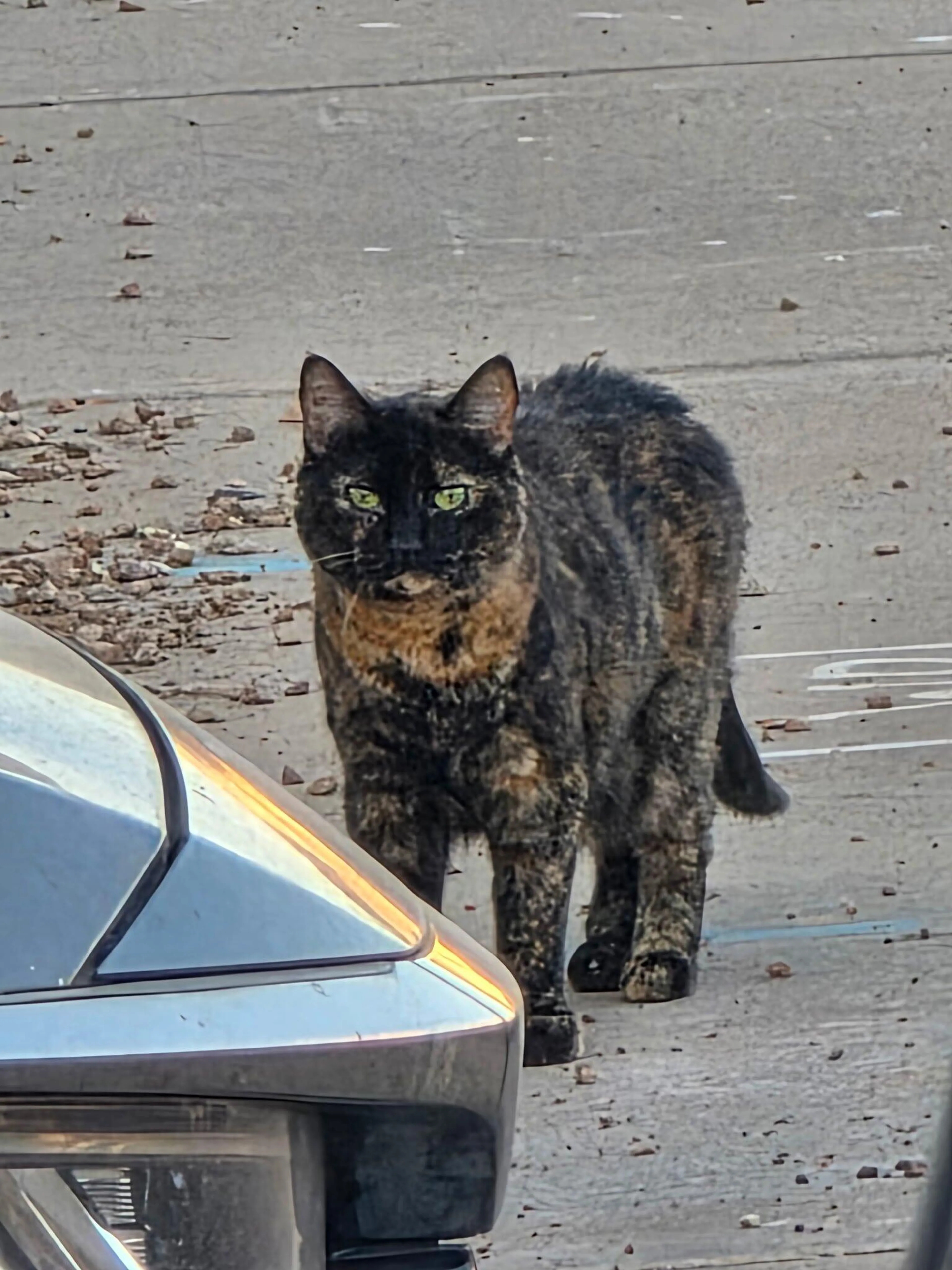 Found pet