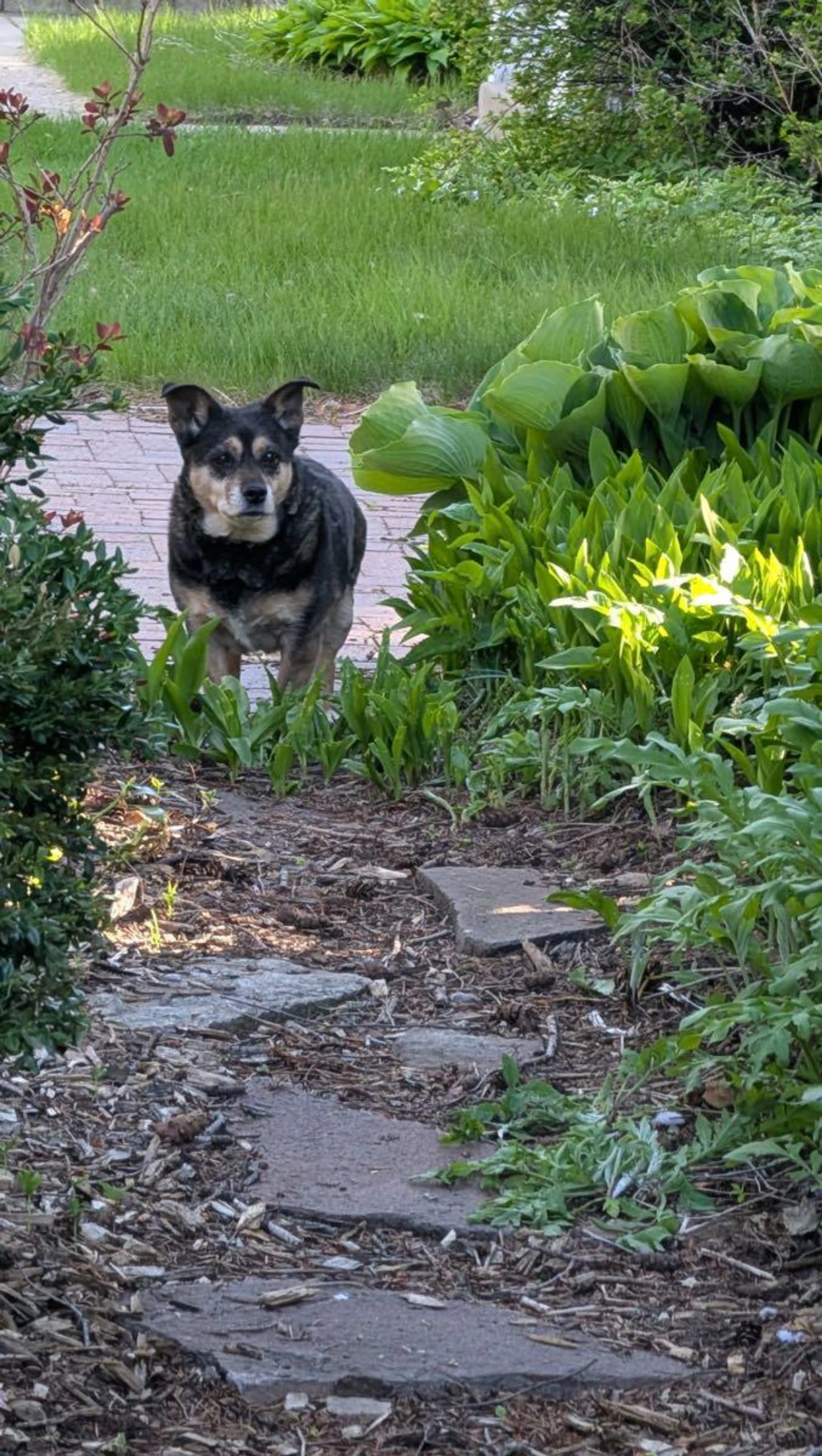 Found pet