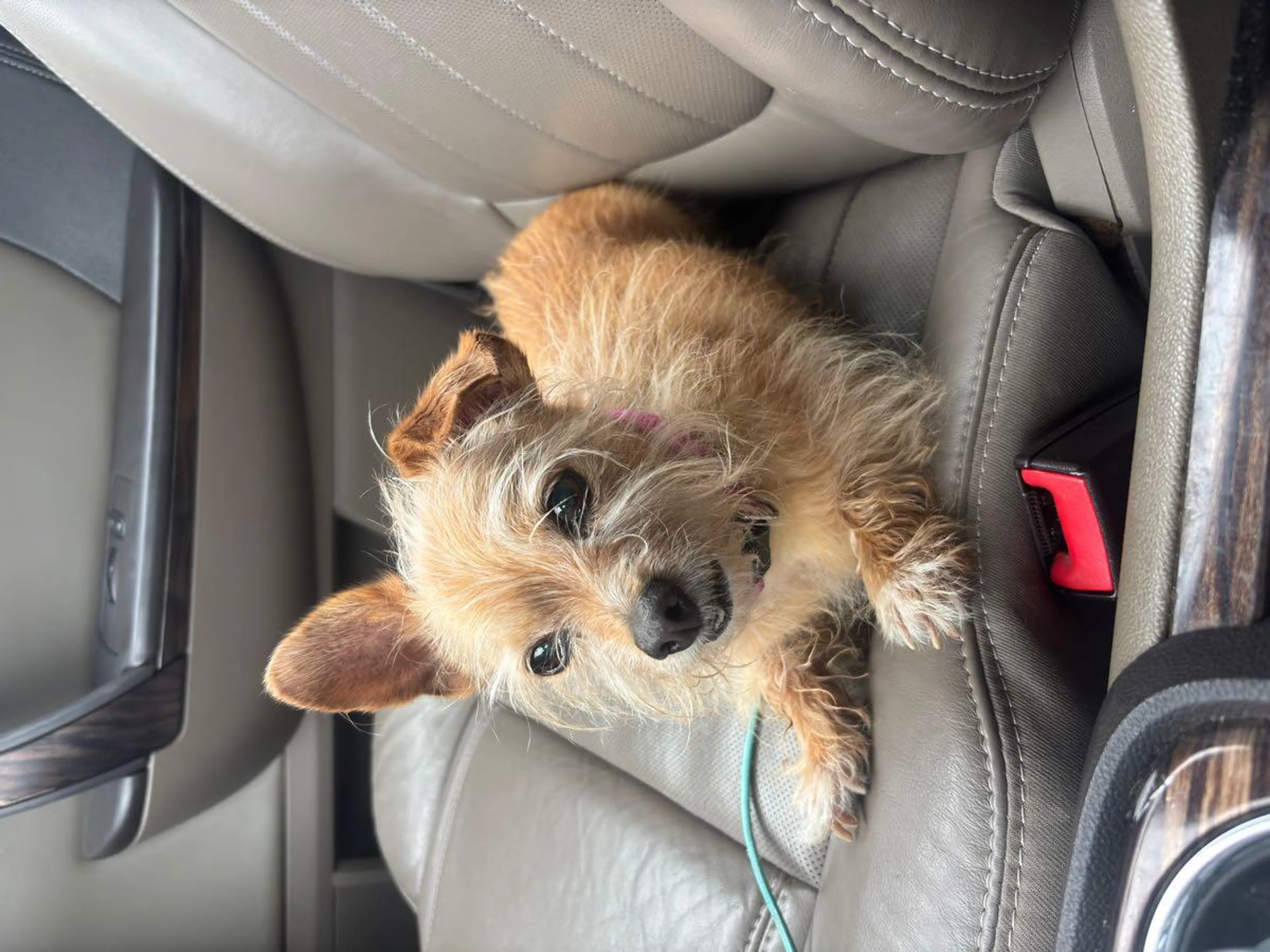 Found pet