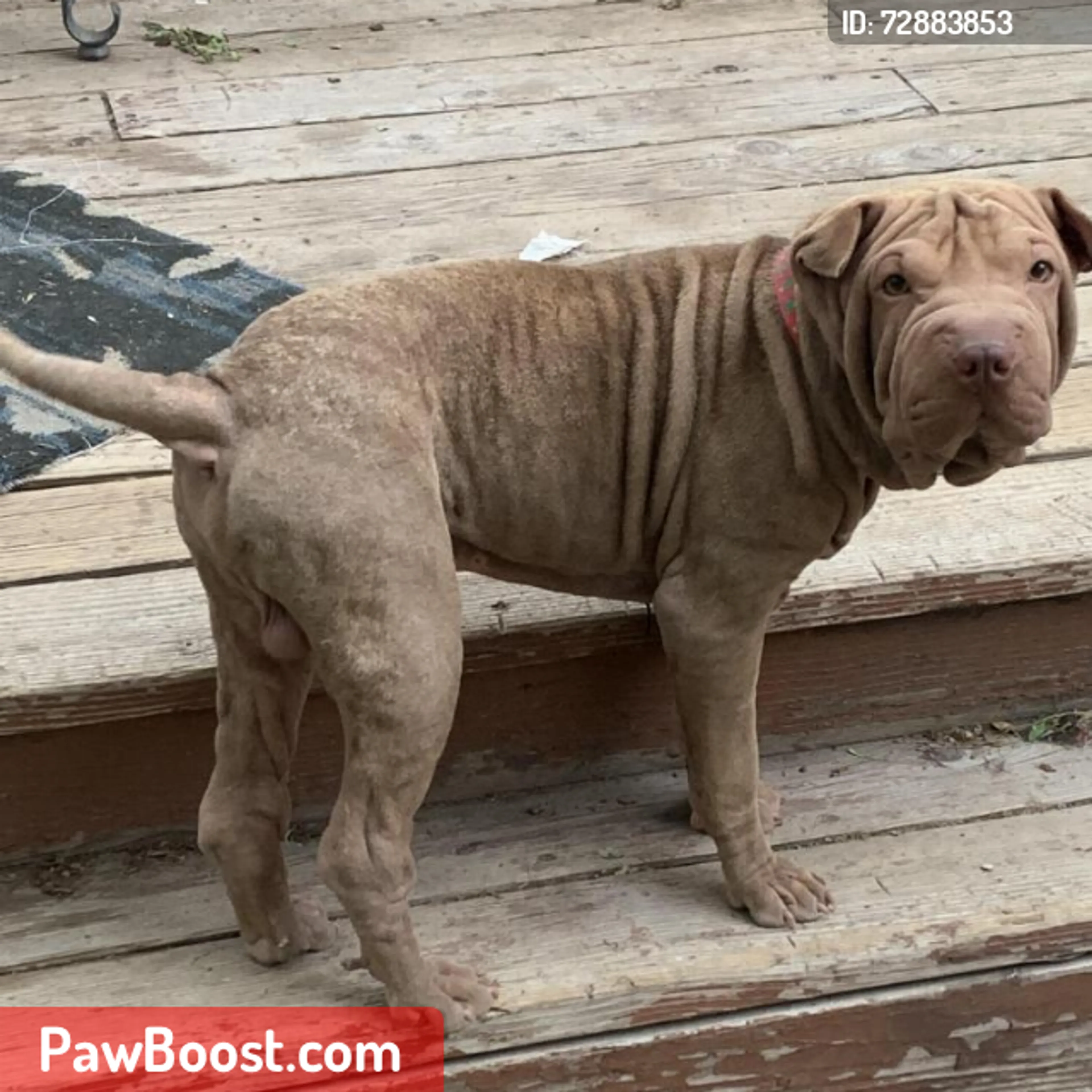 Lost pet