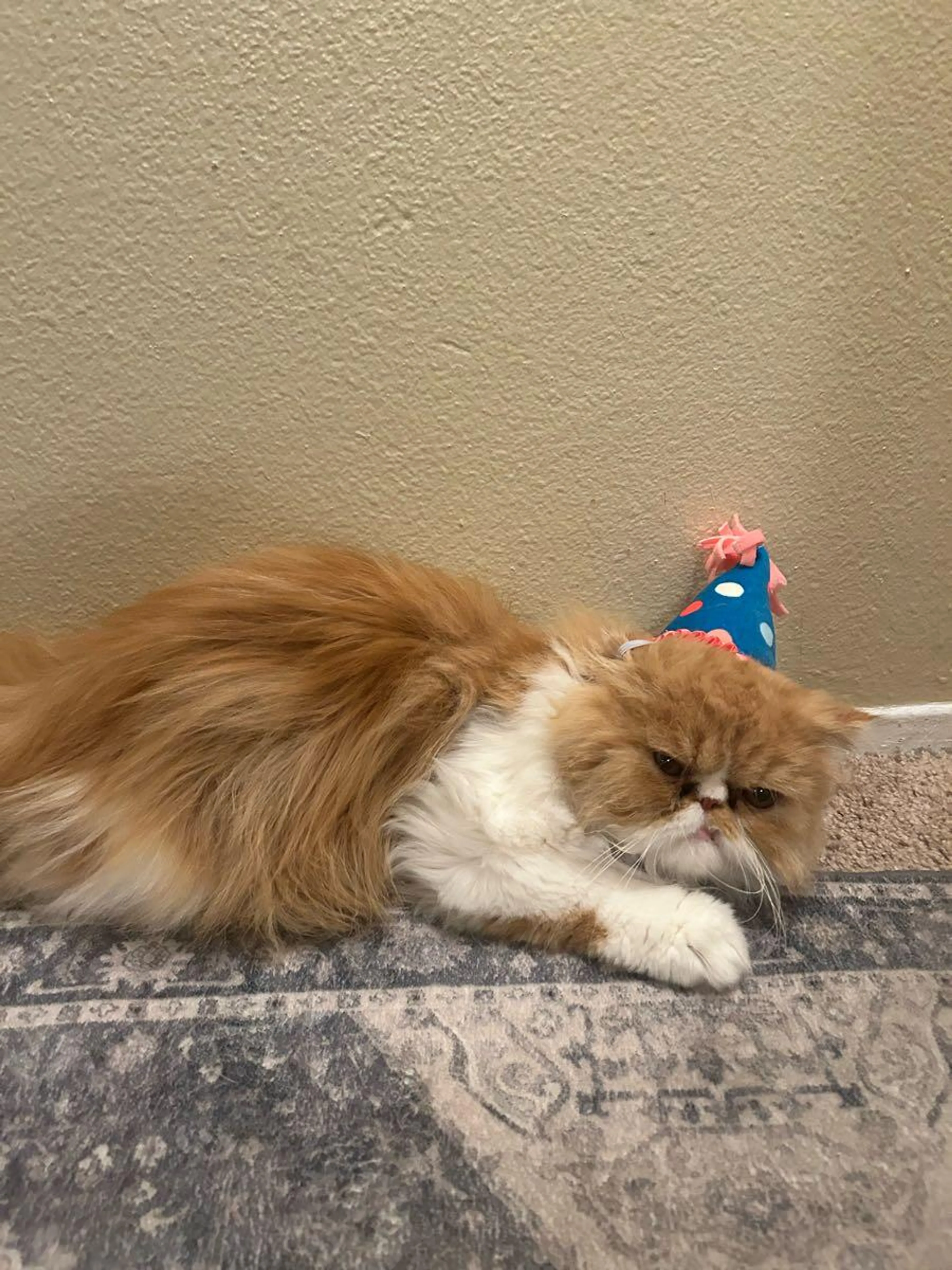 Lost pet