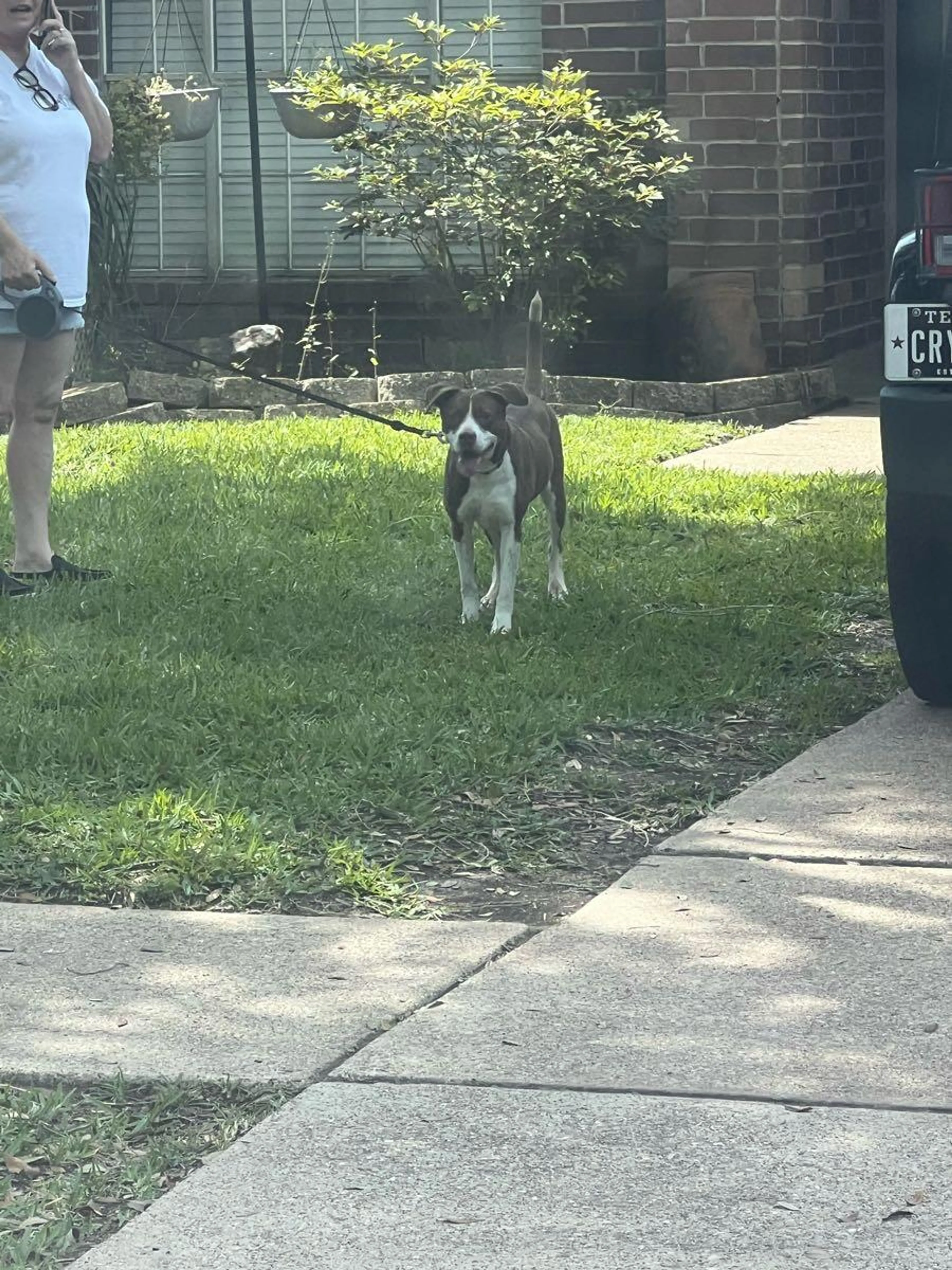 Found pet
