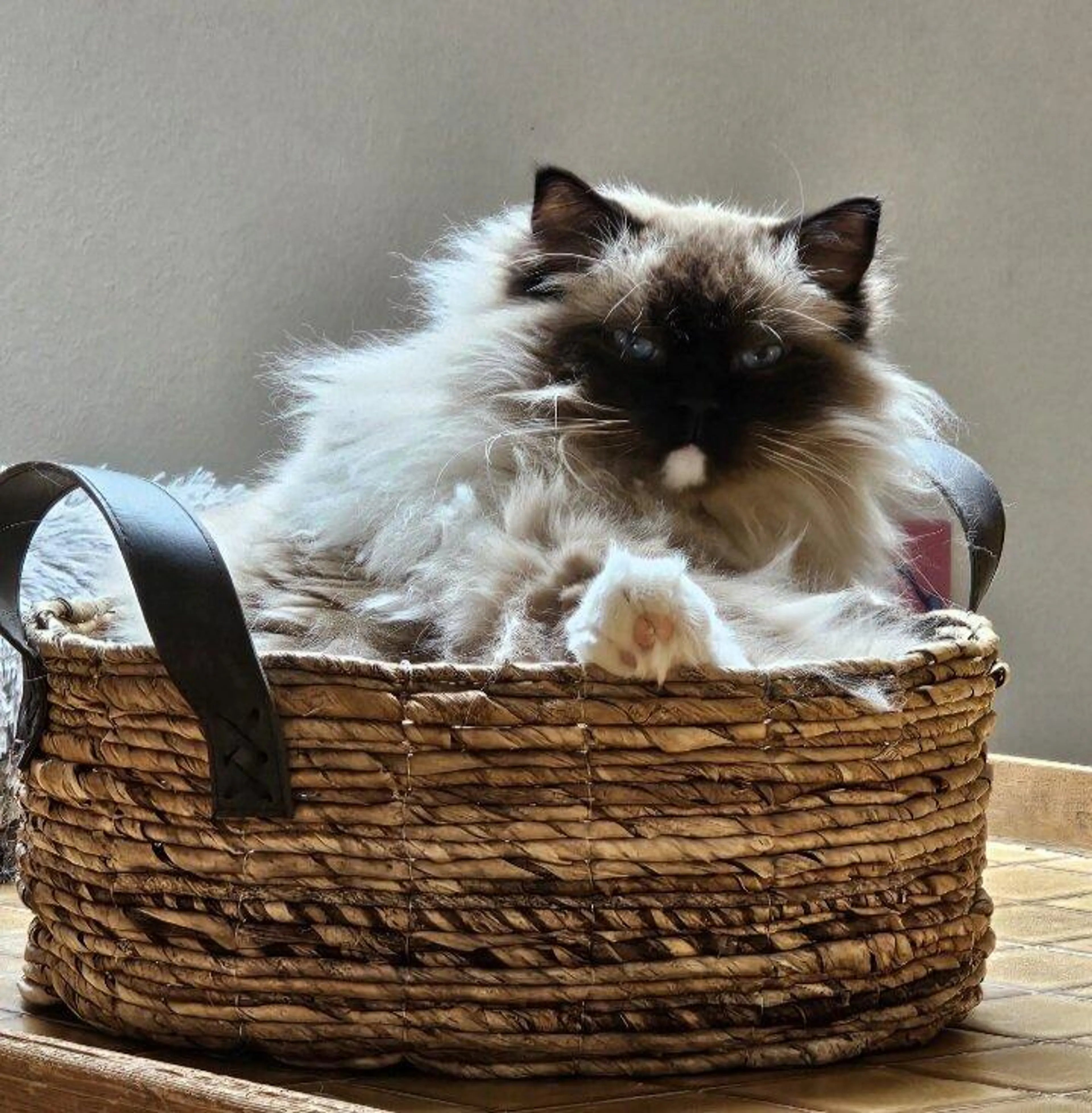 Lost pet