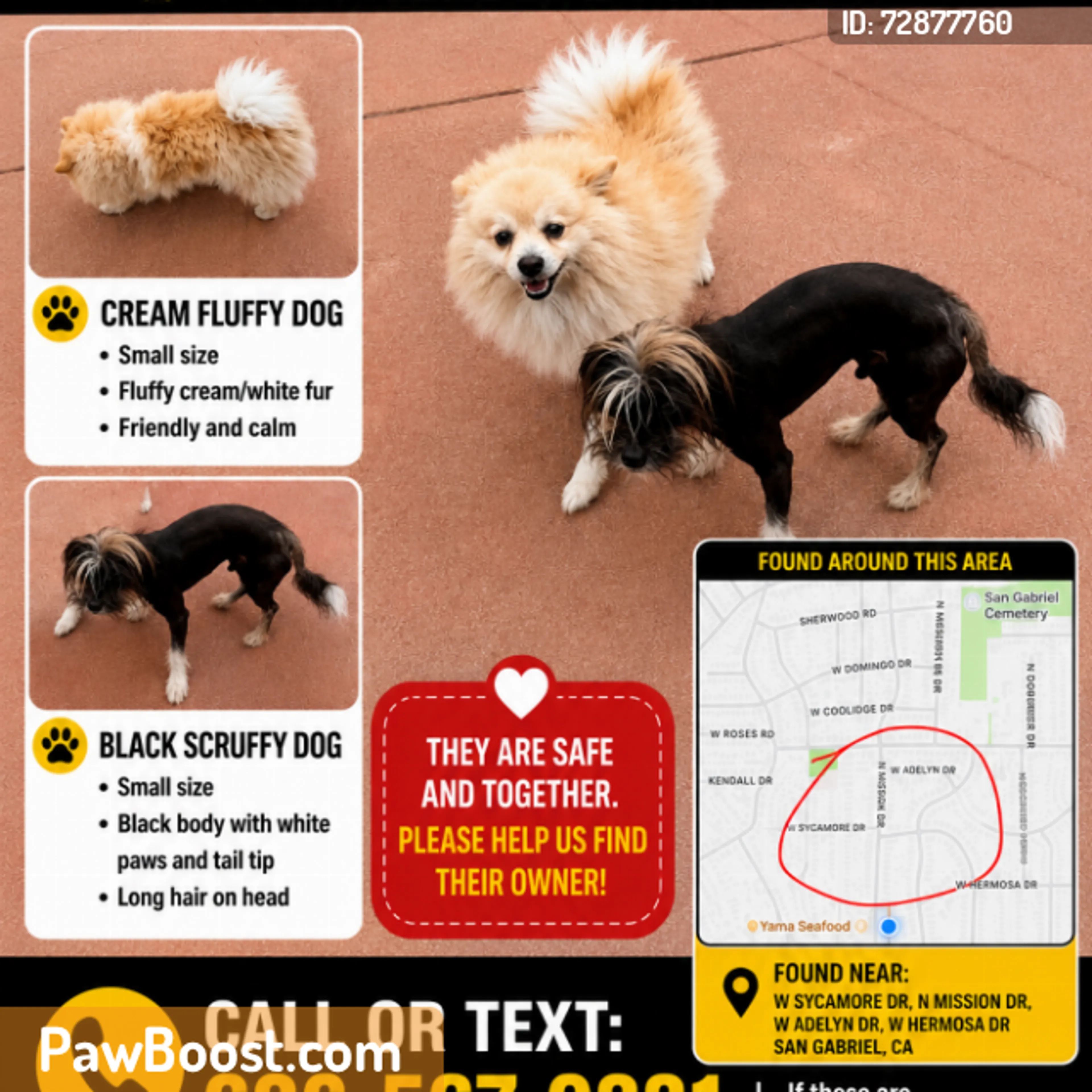 Found pet