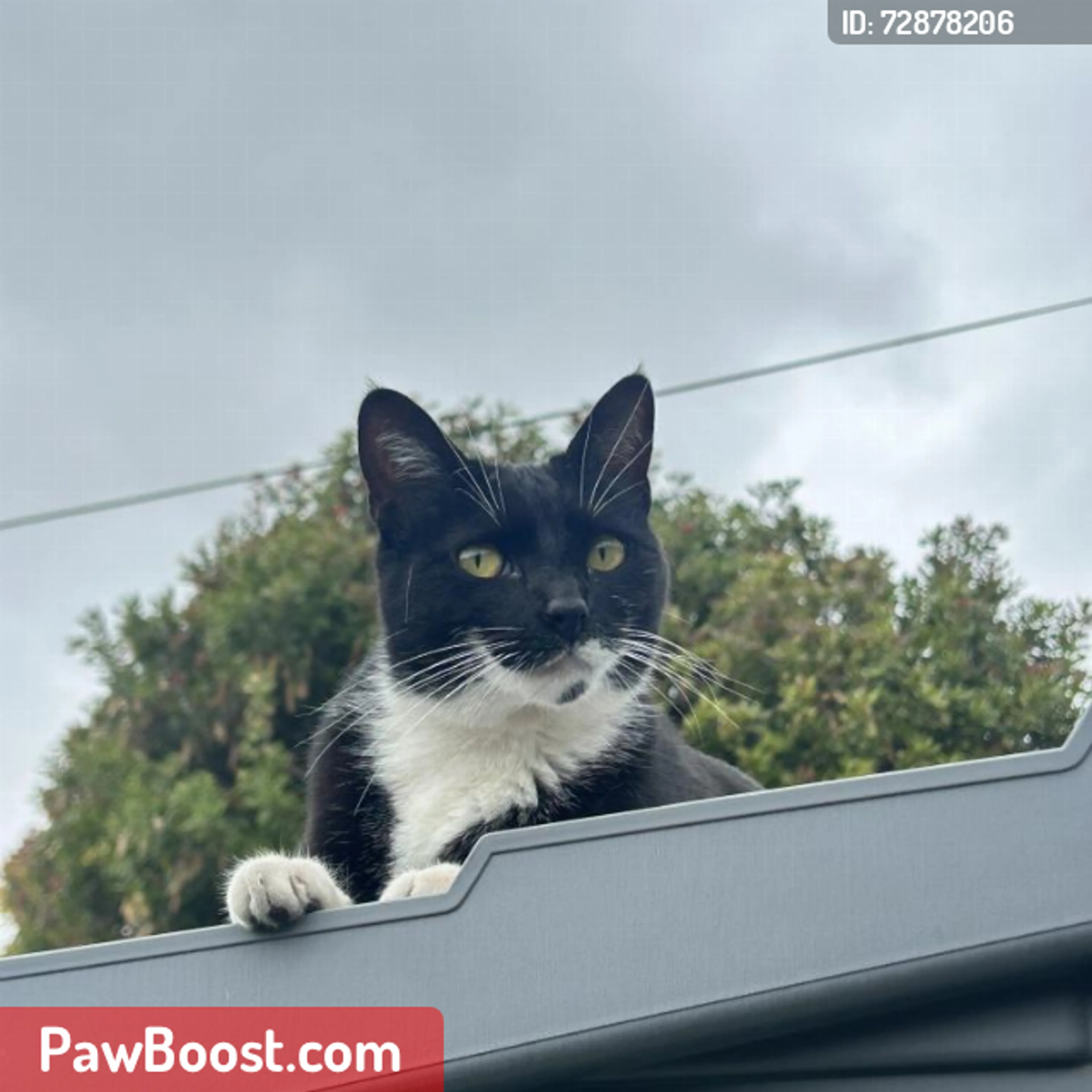 Lost pet