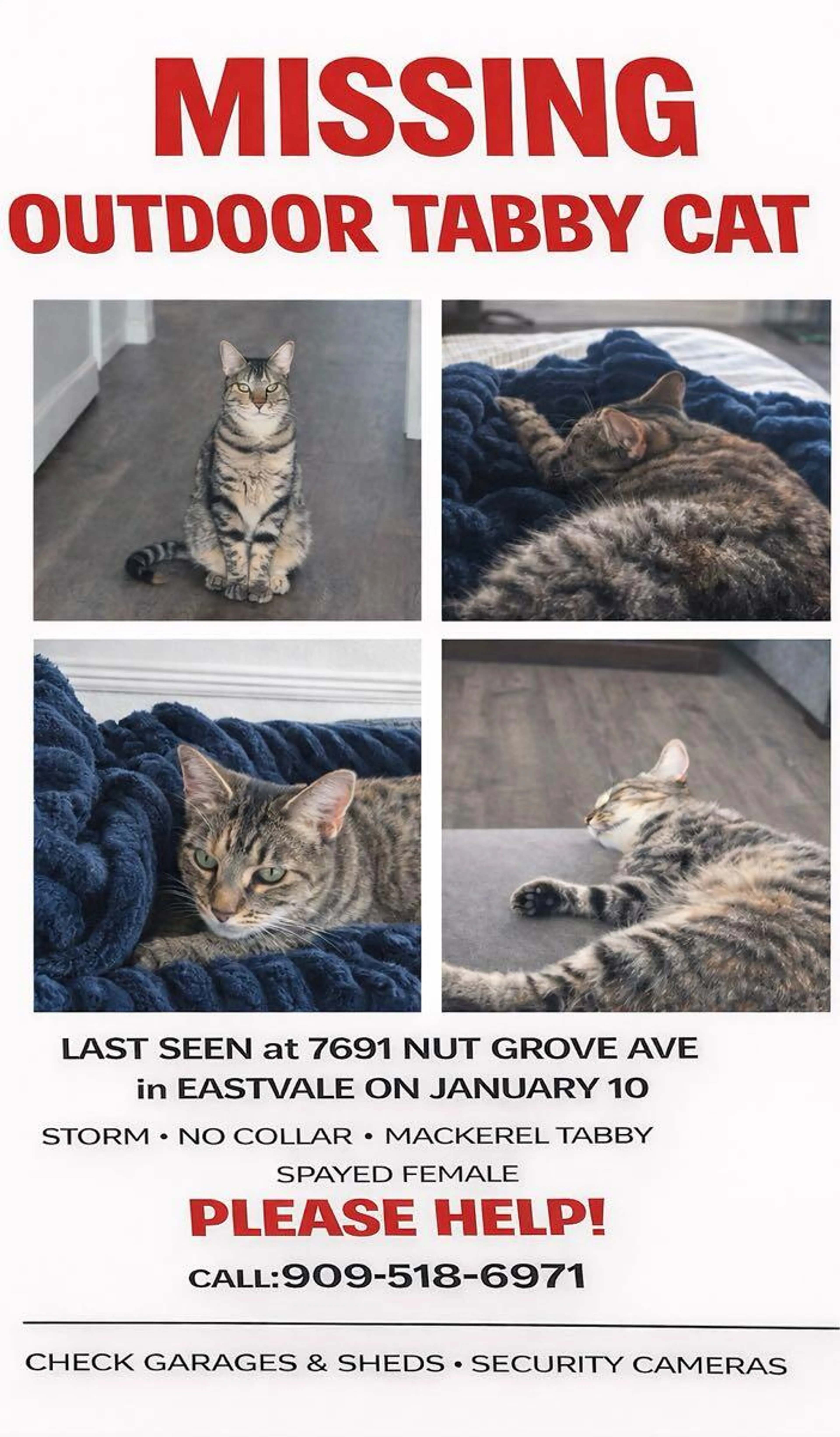 Lost pet