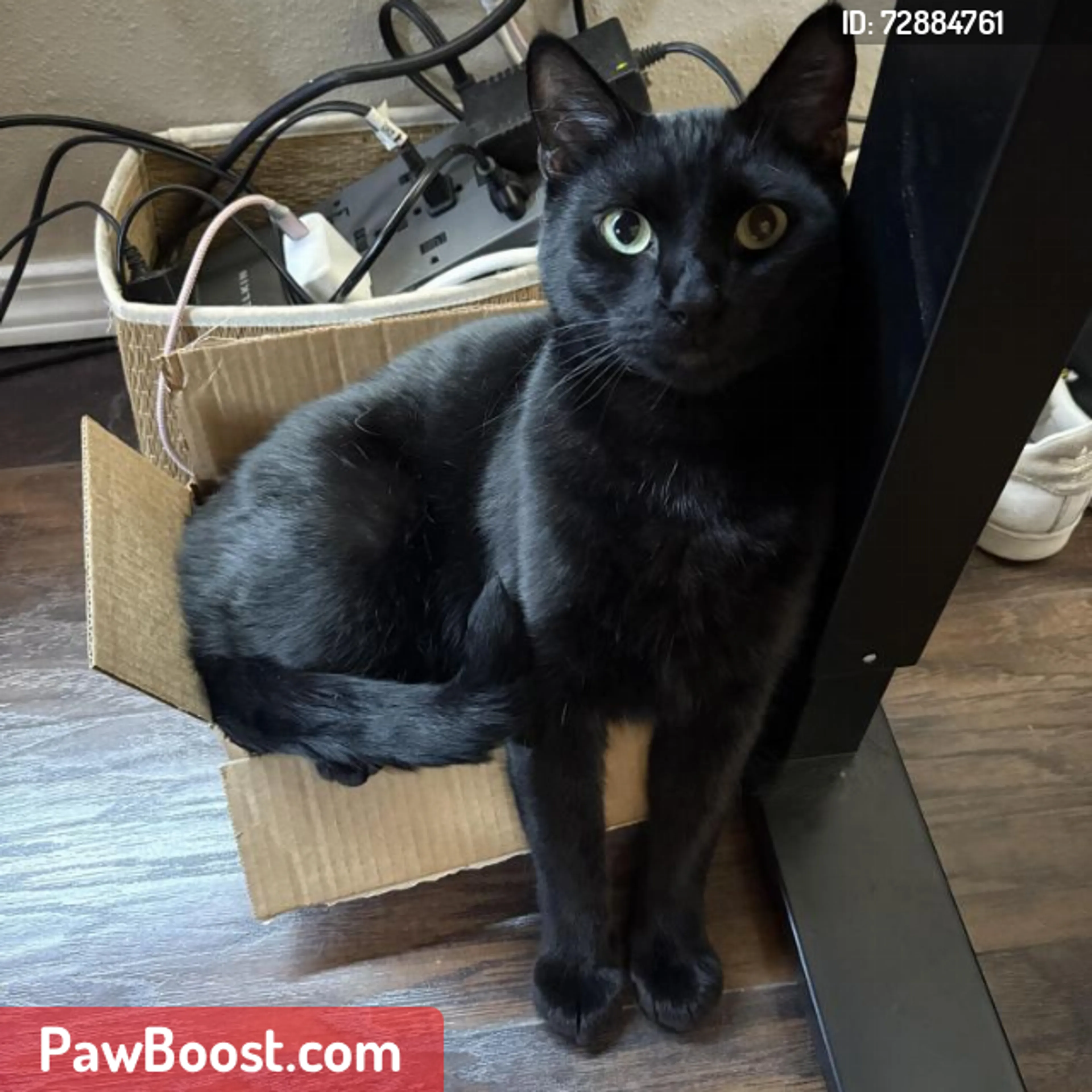 Lost pet