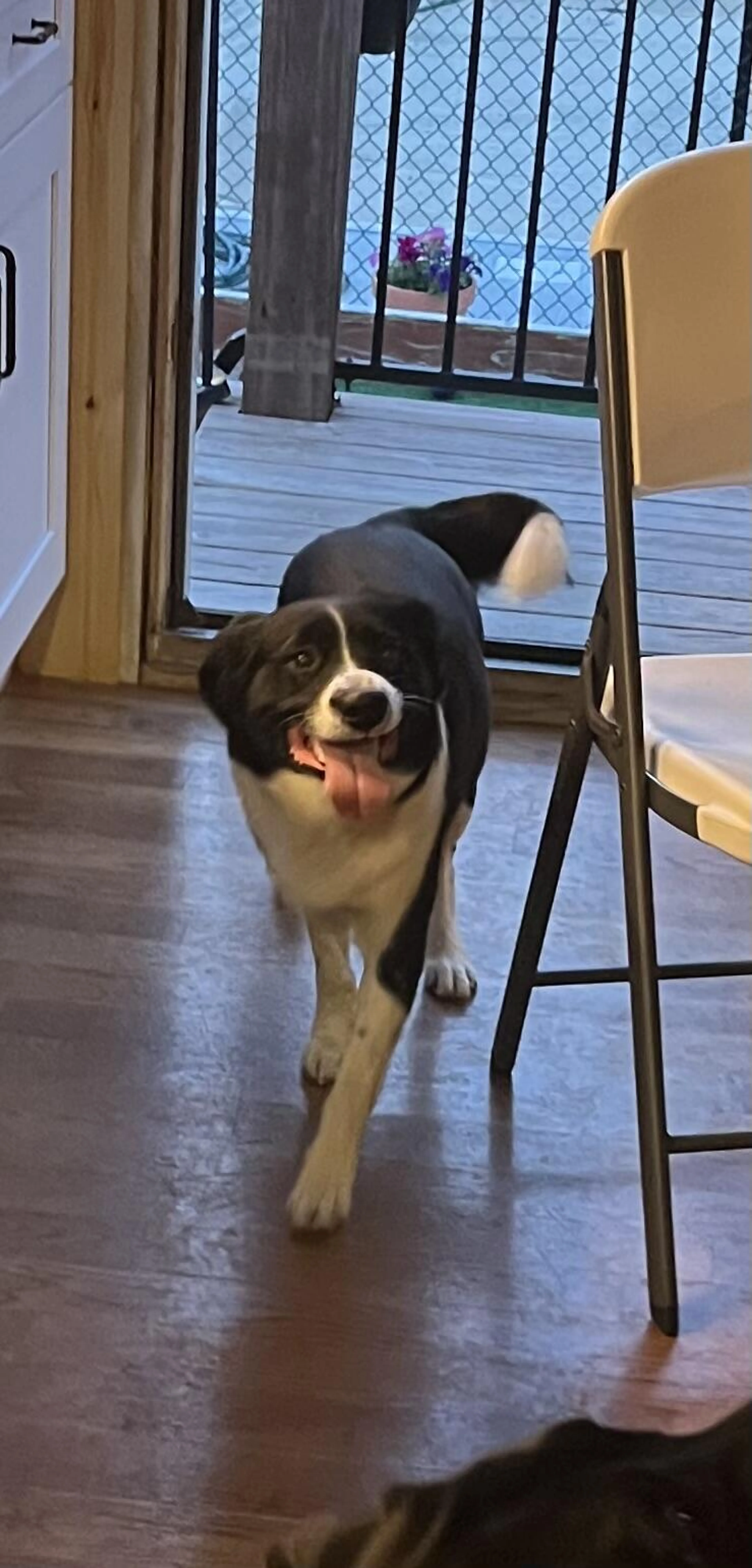 Found pet