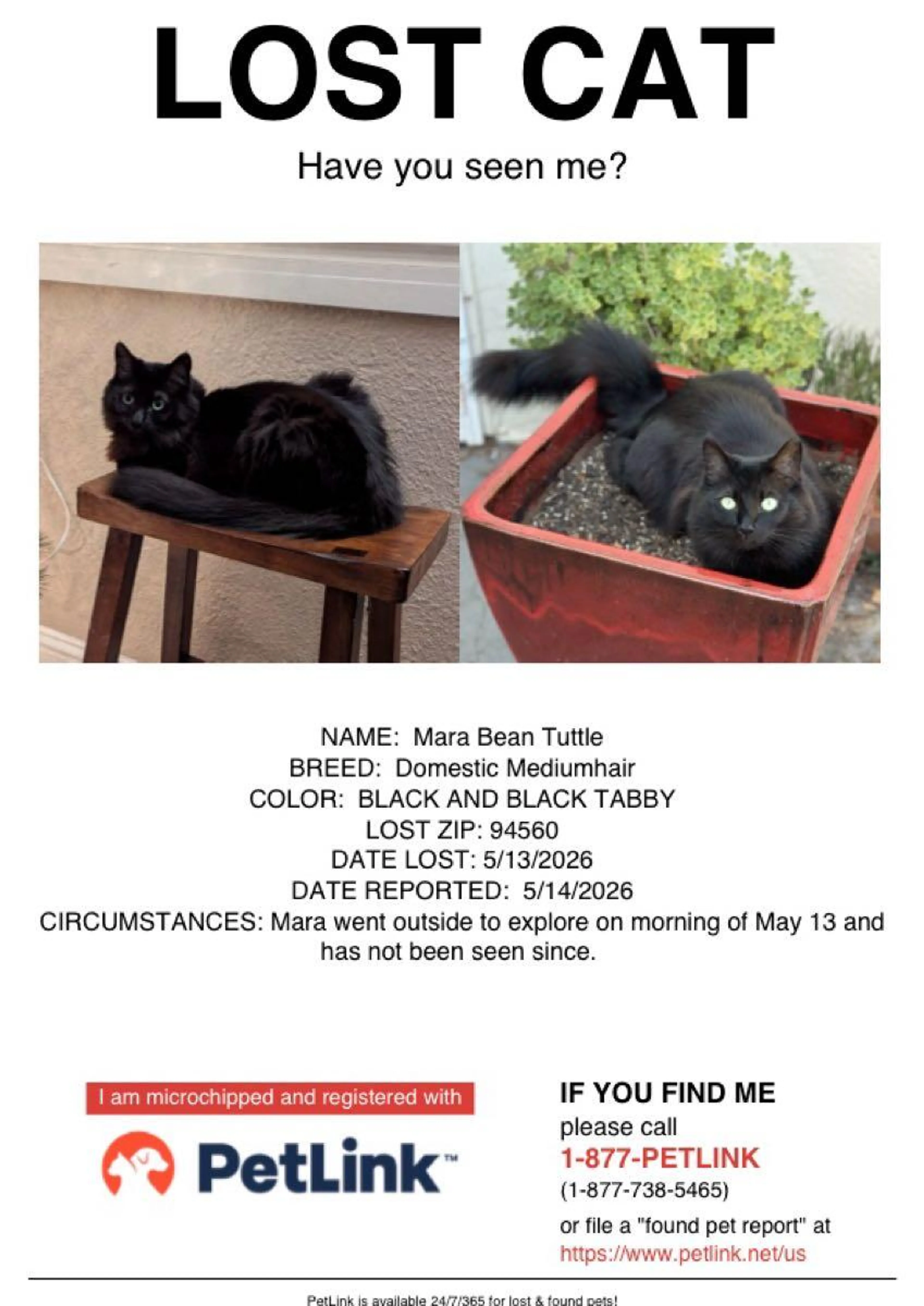 Lost pet