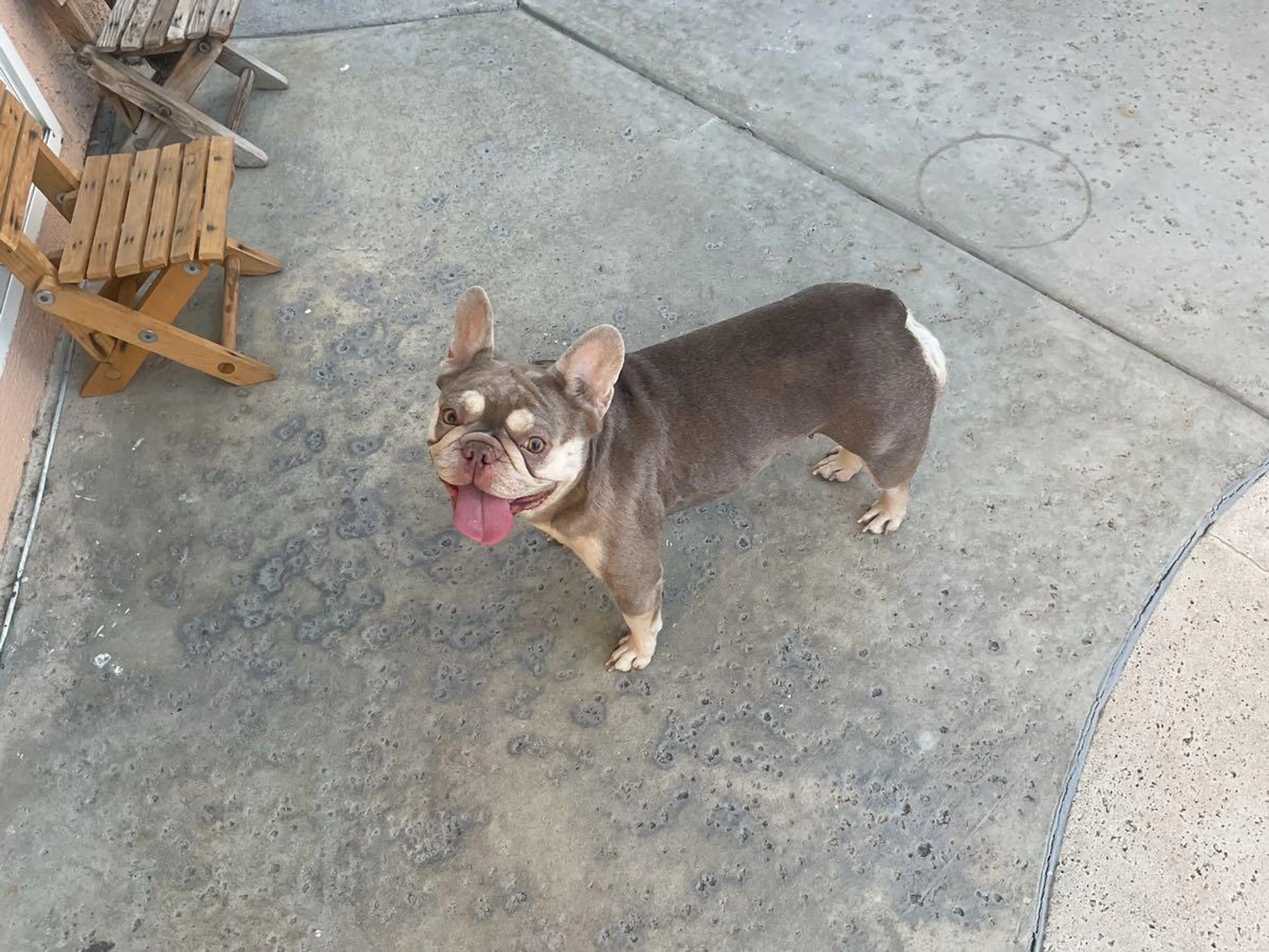 Found pet