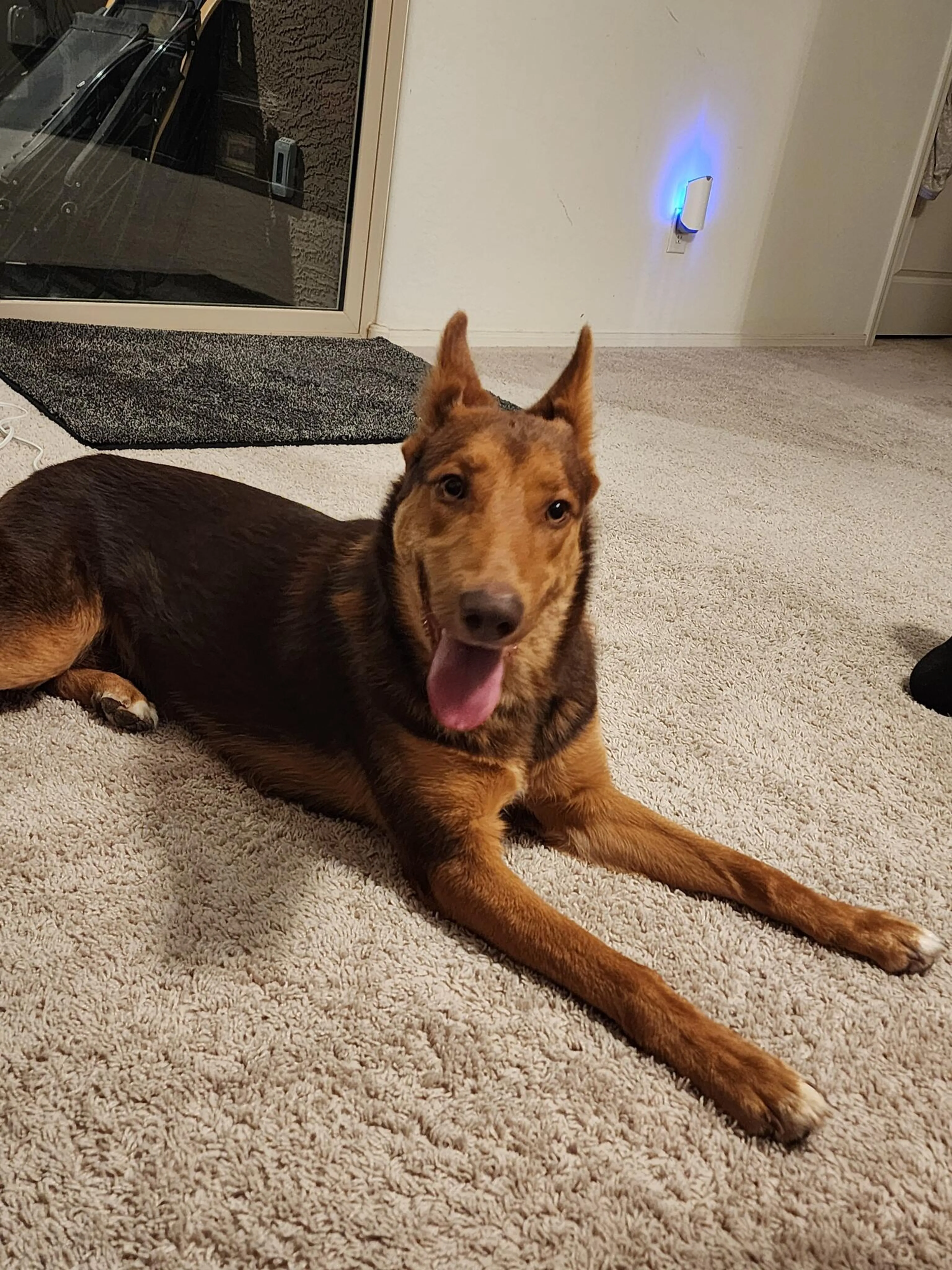 Found pet