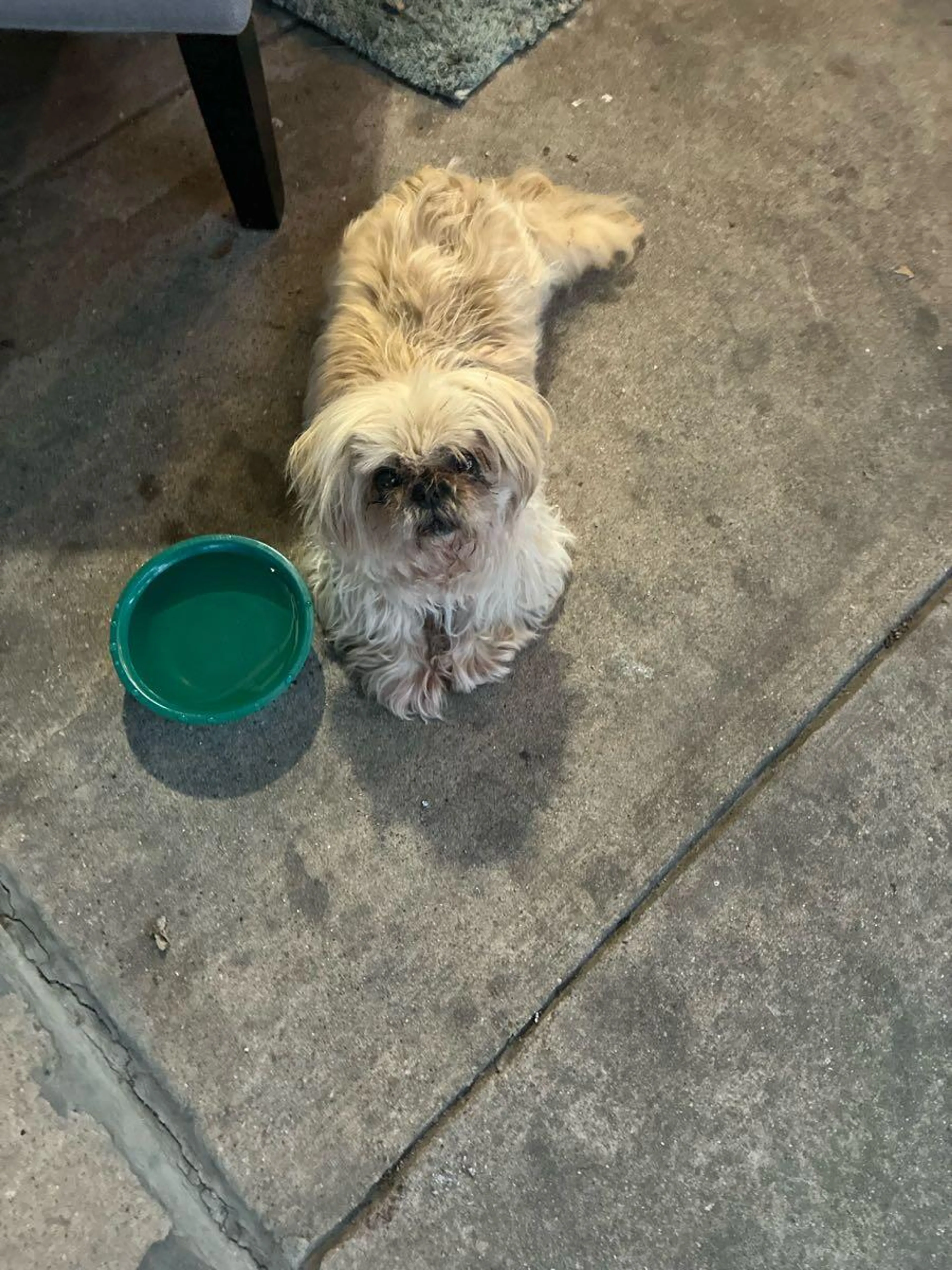 Found pet